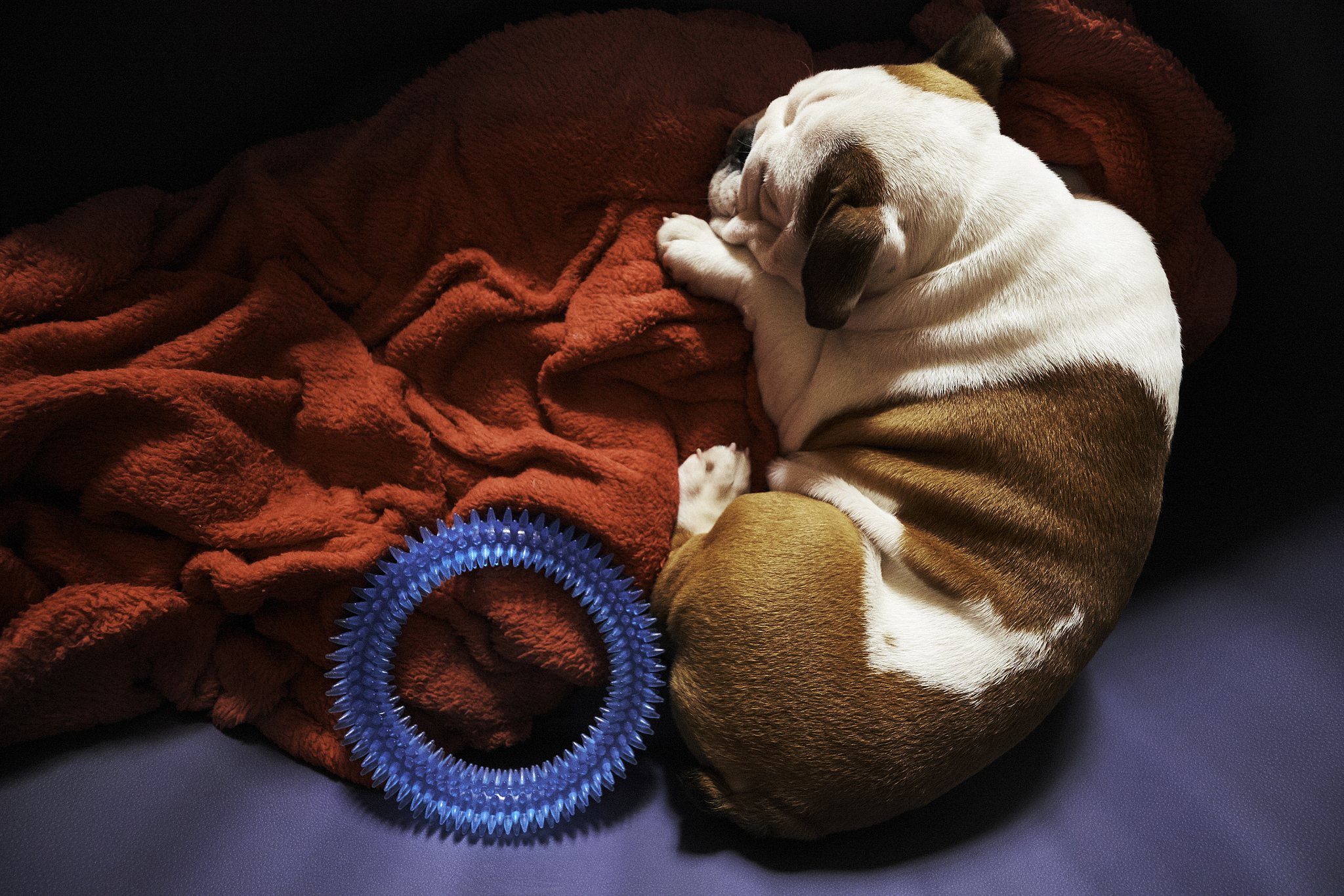 请帮我制作3份关于宠物的卖货文案