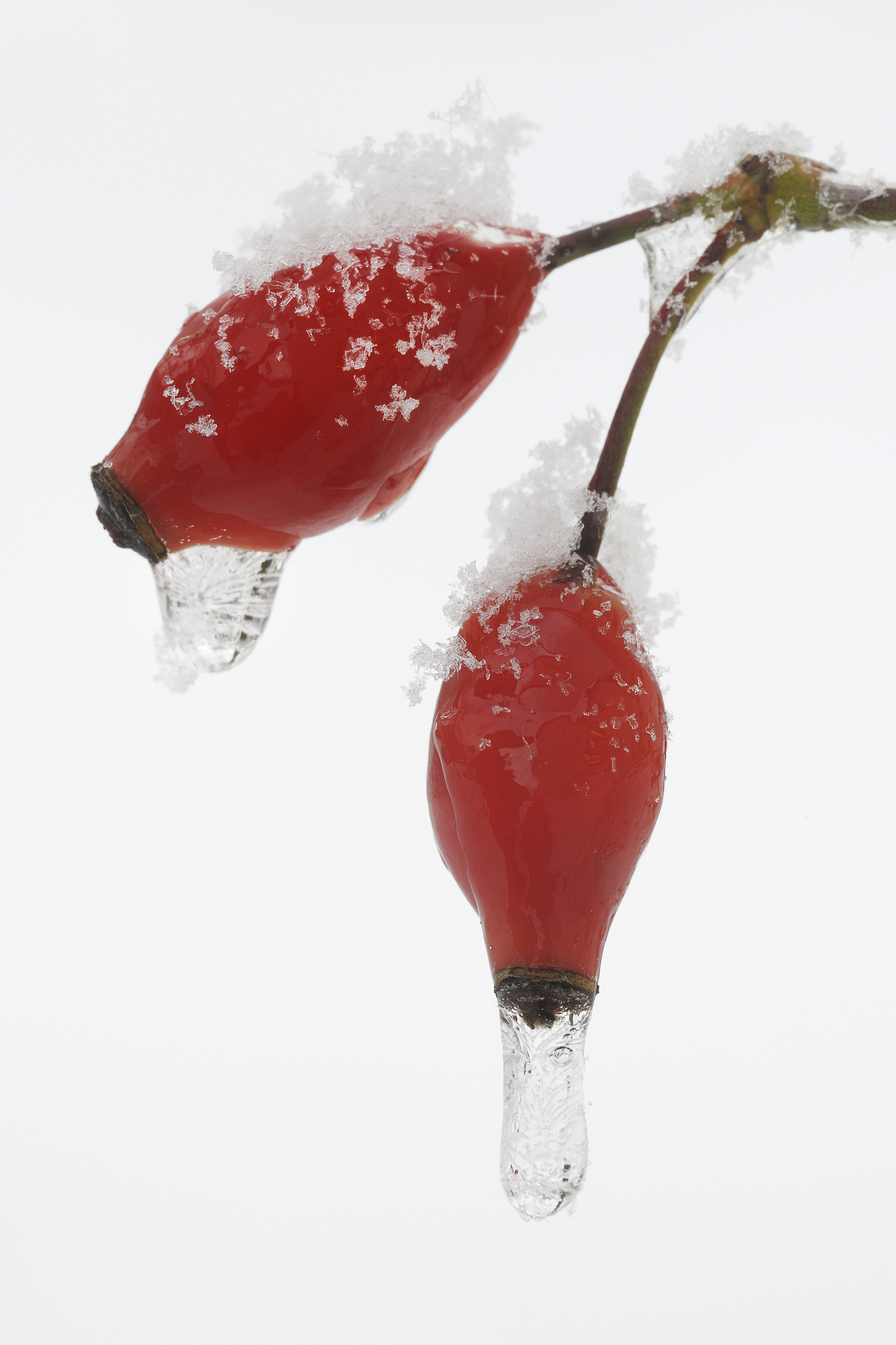 Spring Frost Impact on Crops: Understanding the Complex Factors