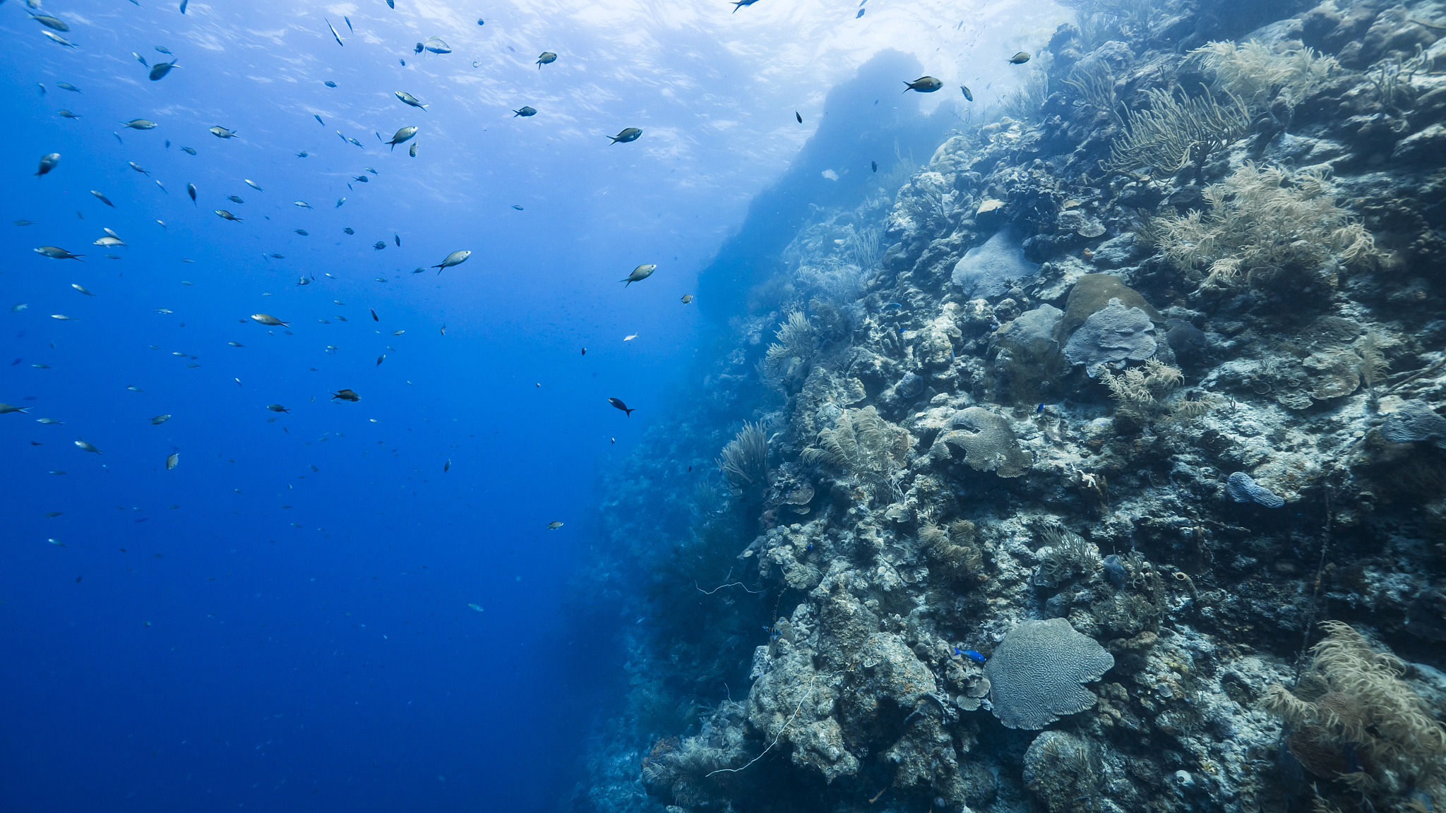 seascape of drop off in coral reef of caribbean sea / curacao wi