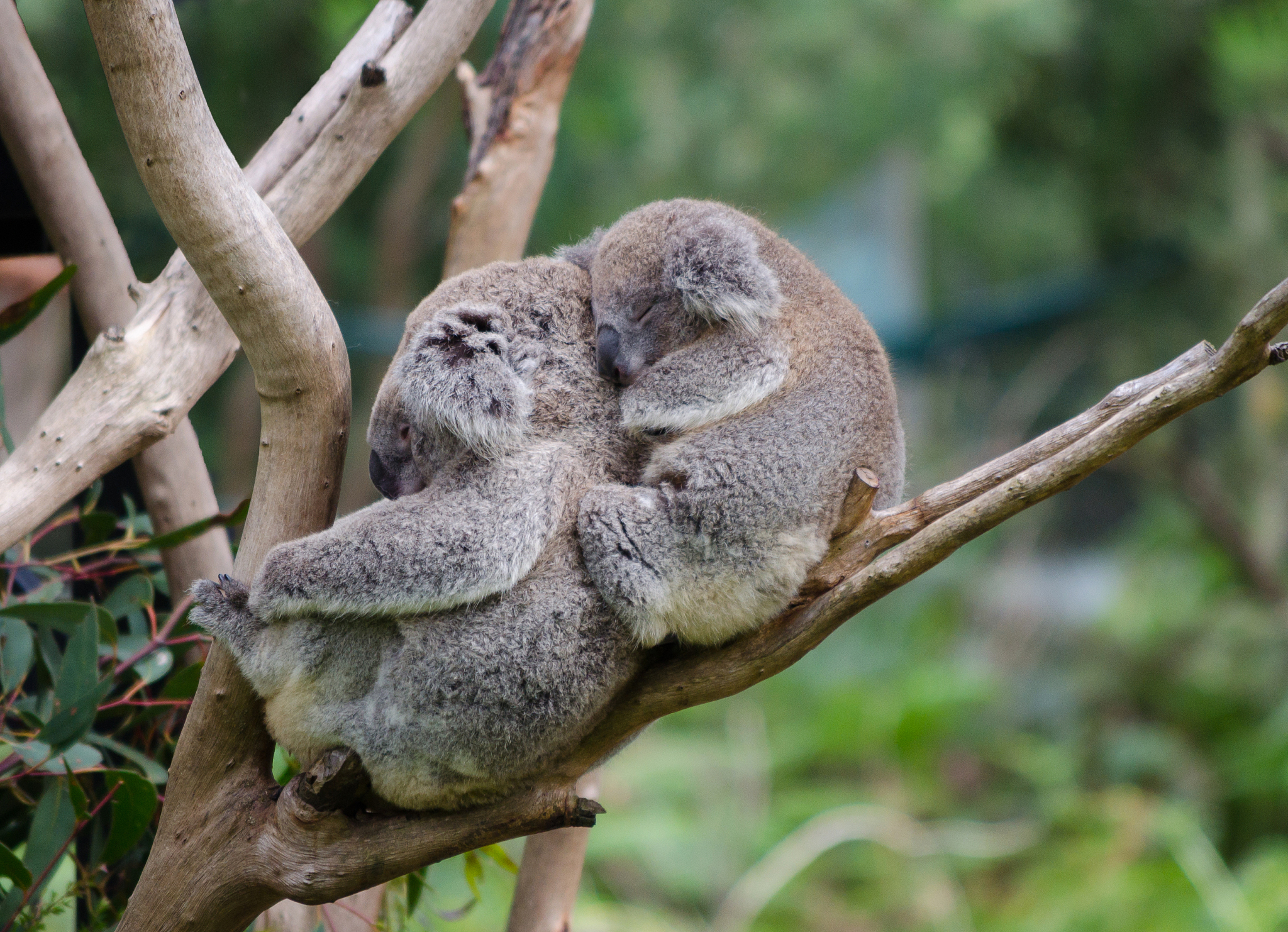 koala and baby koala