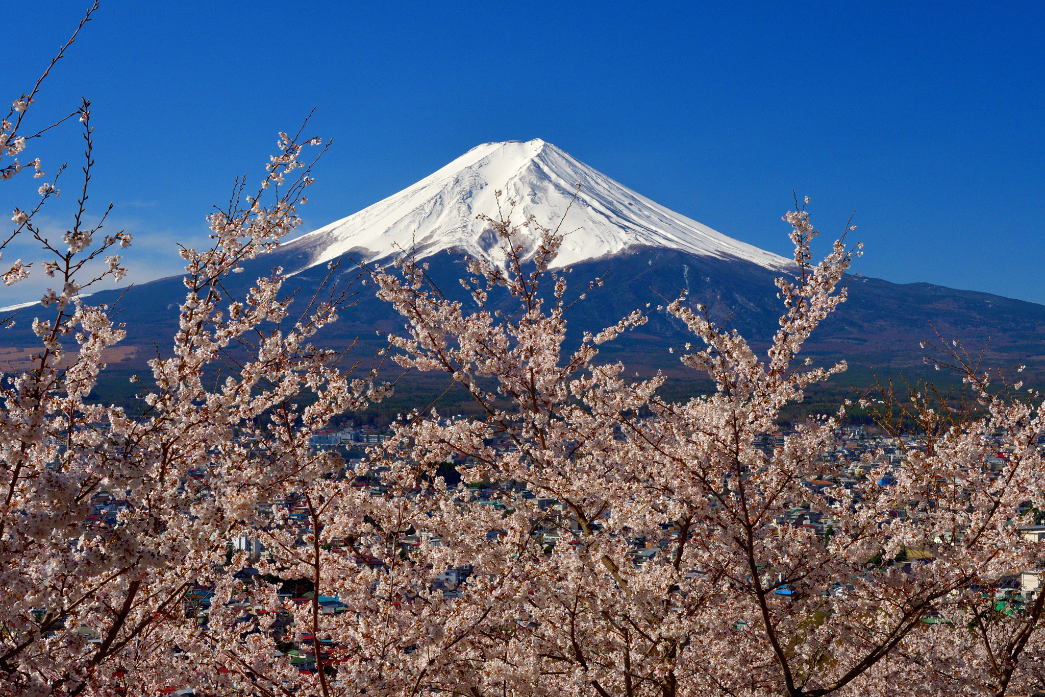 mt. fuji and cherry blossom: view from arakurayama sengen park, 