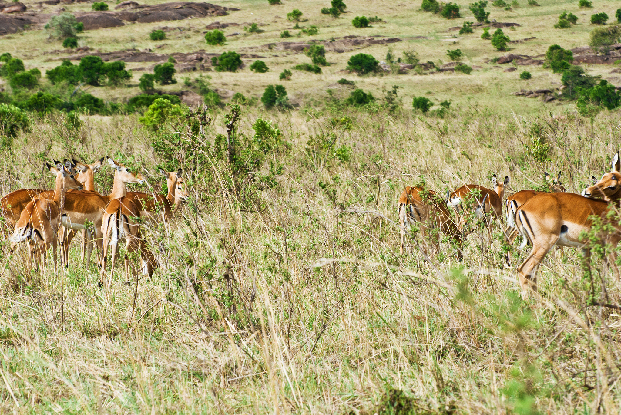 herd of thomson's gazelles aka tommies (eudorcas thomsonii) on d