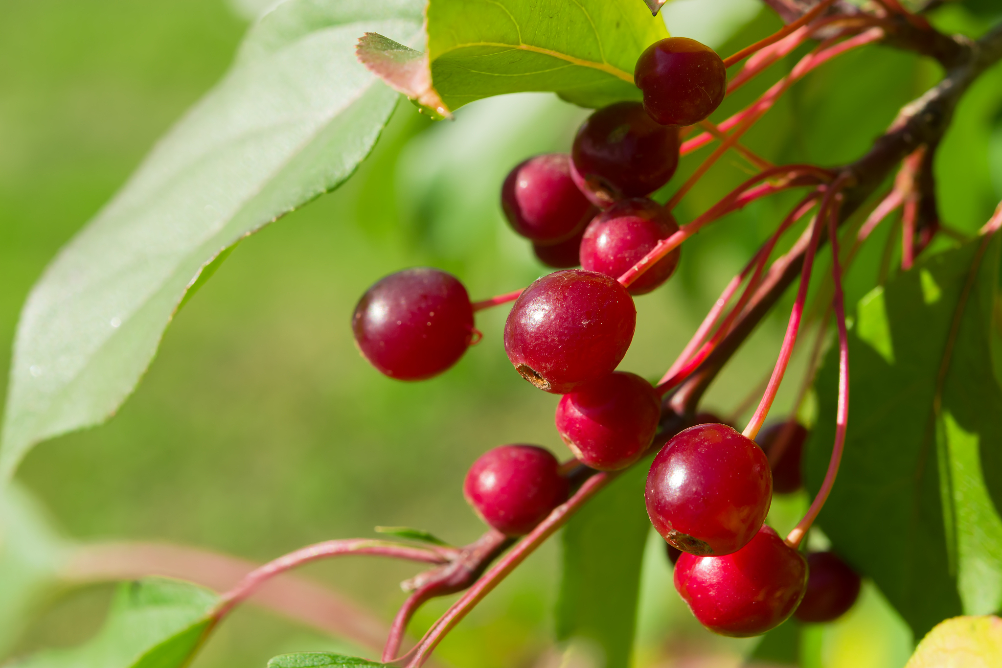 a bunch of small red wild apples with yellow and green foliage. 
