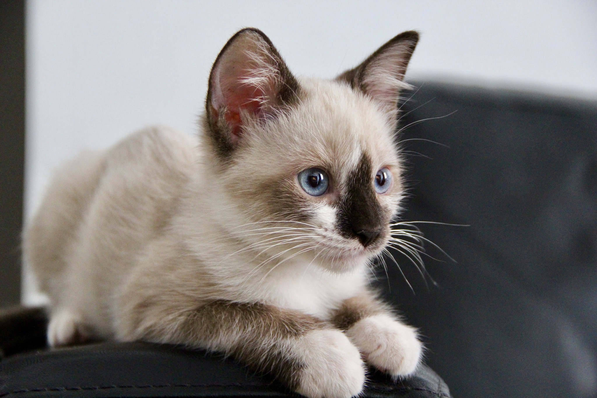 cute siamese kitten