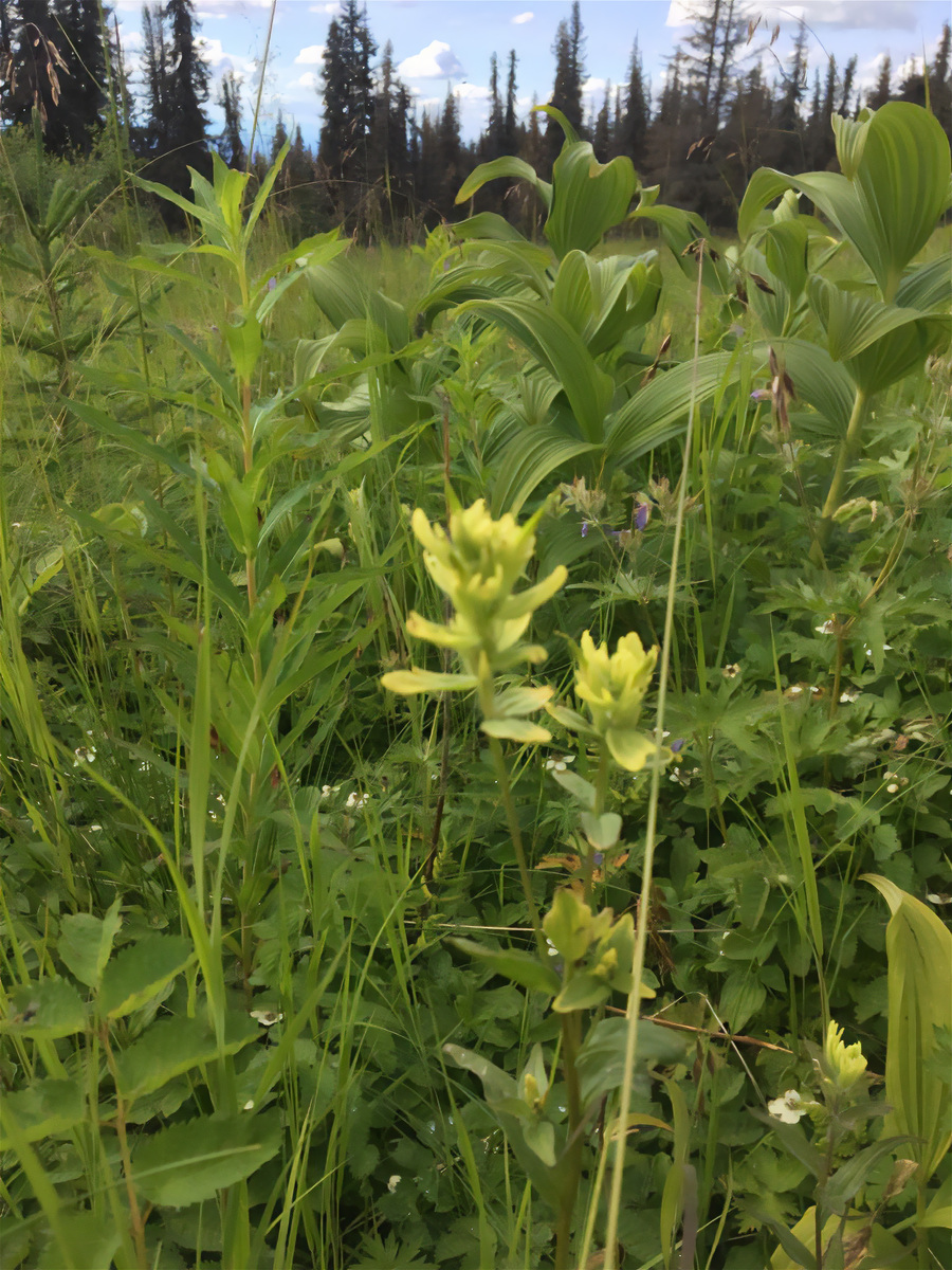上蔡县种植草药推荐：黄芪、川芎、丹参等 - 优质中药材选择