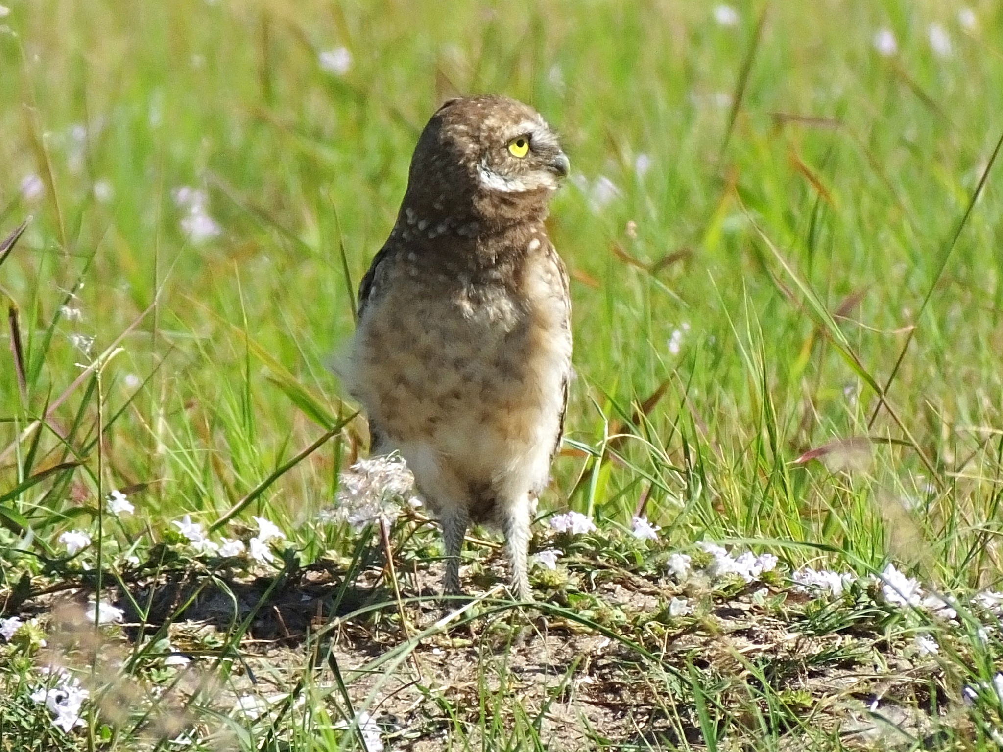 burrowing owl (athene cunicularia) - juvenile in the florida gra
