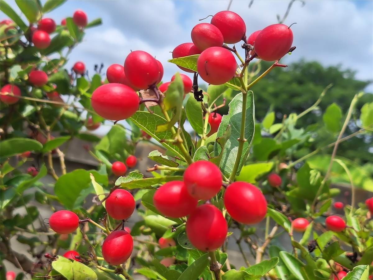 六个红果的寓意：丰收、幸福和繁荣