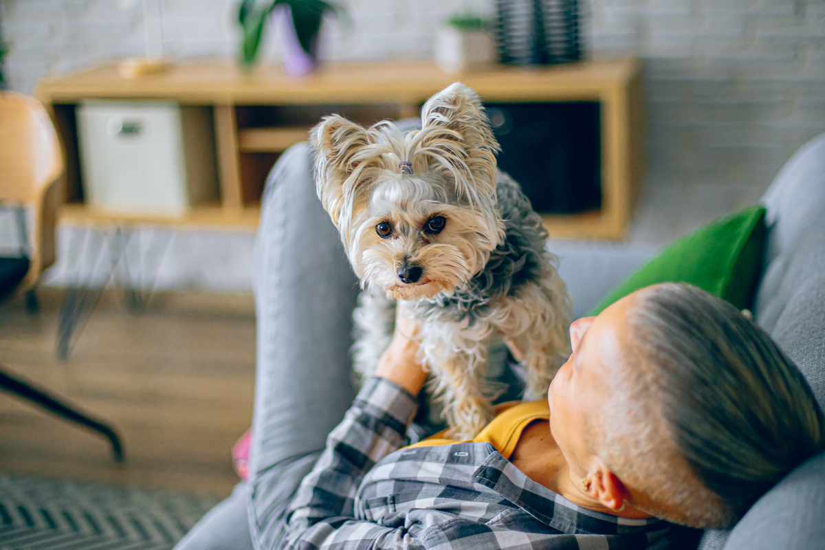 爱宠公众号的第一篇文章写什么写一个大概500字的文章