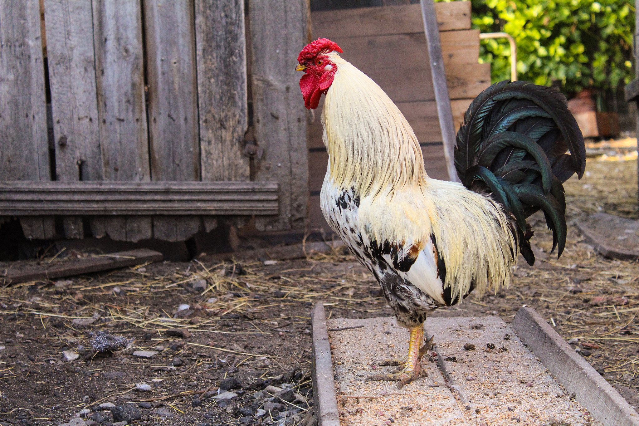 beautiful rooster in the yard of a village house