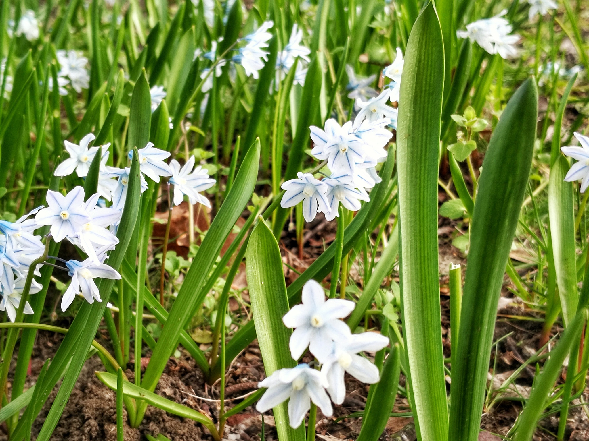 white flowers meadow nature