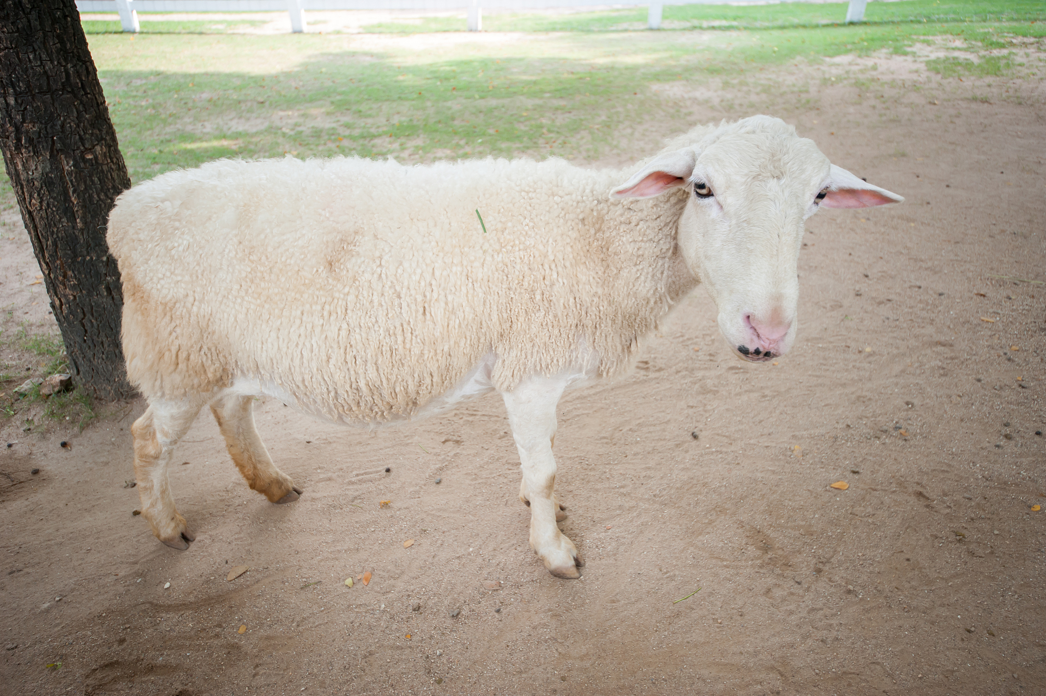 羊了个羊实用价值
