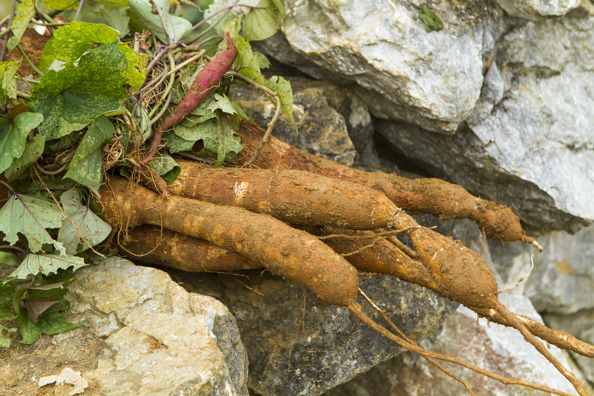 asian manioc just harvested
