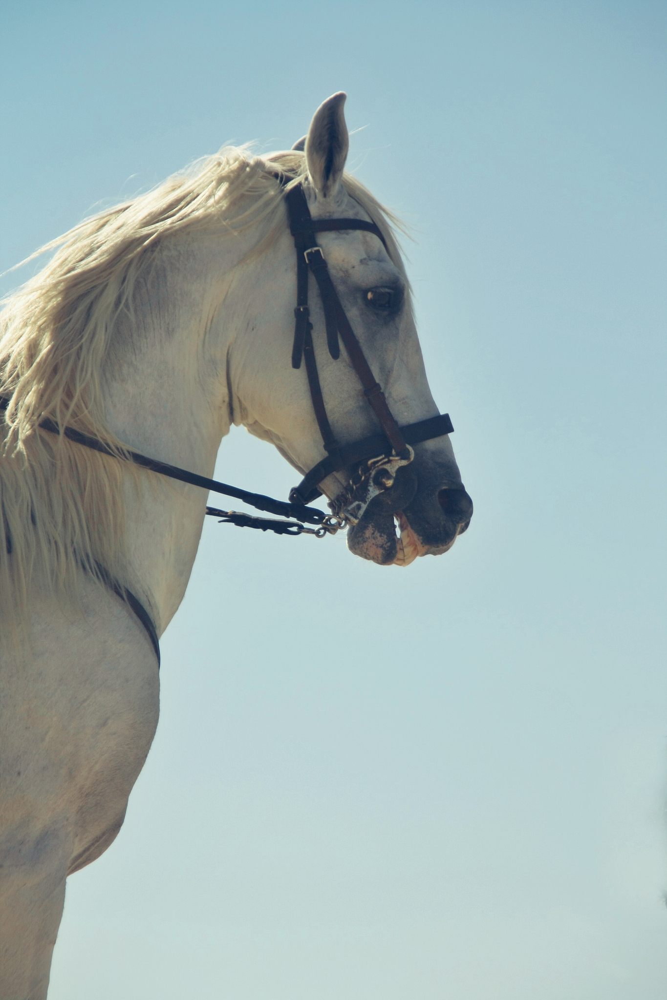 low angle view of horse with bridle against sky