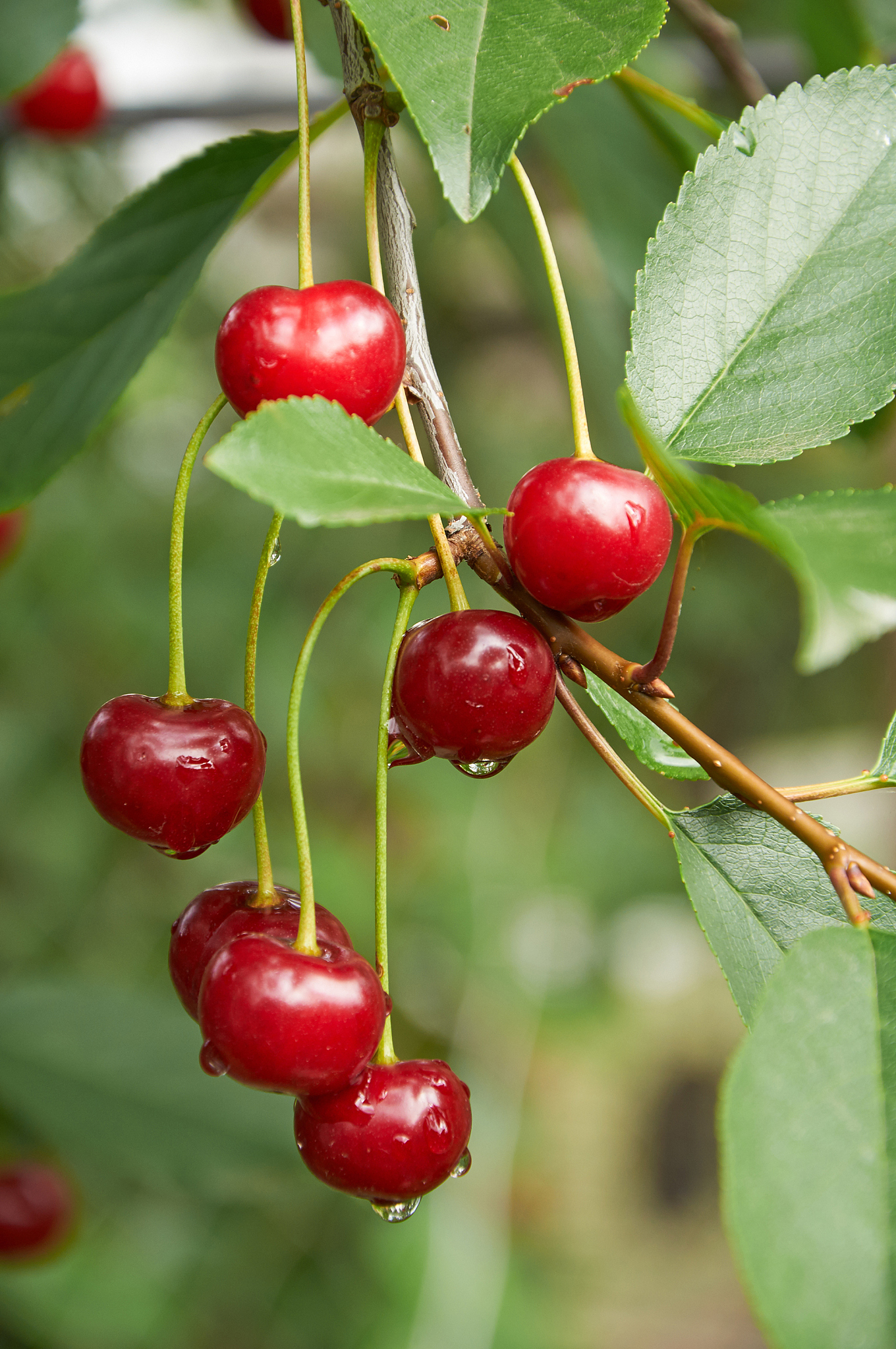 wet cherries on the tree after rain