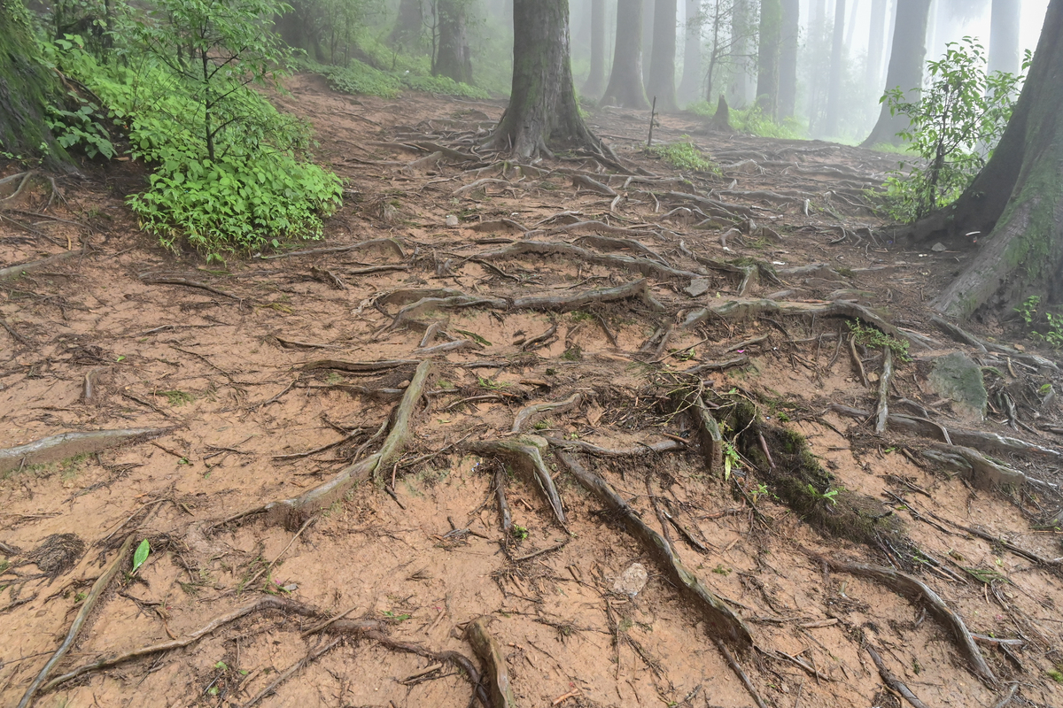 森林破碎化缓解热带地区森林砍伐导致的升温