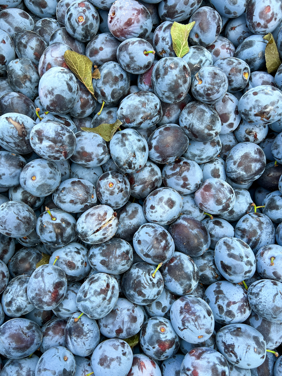 吃李子肚子疼怎么回事