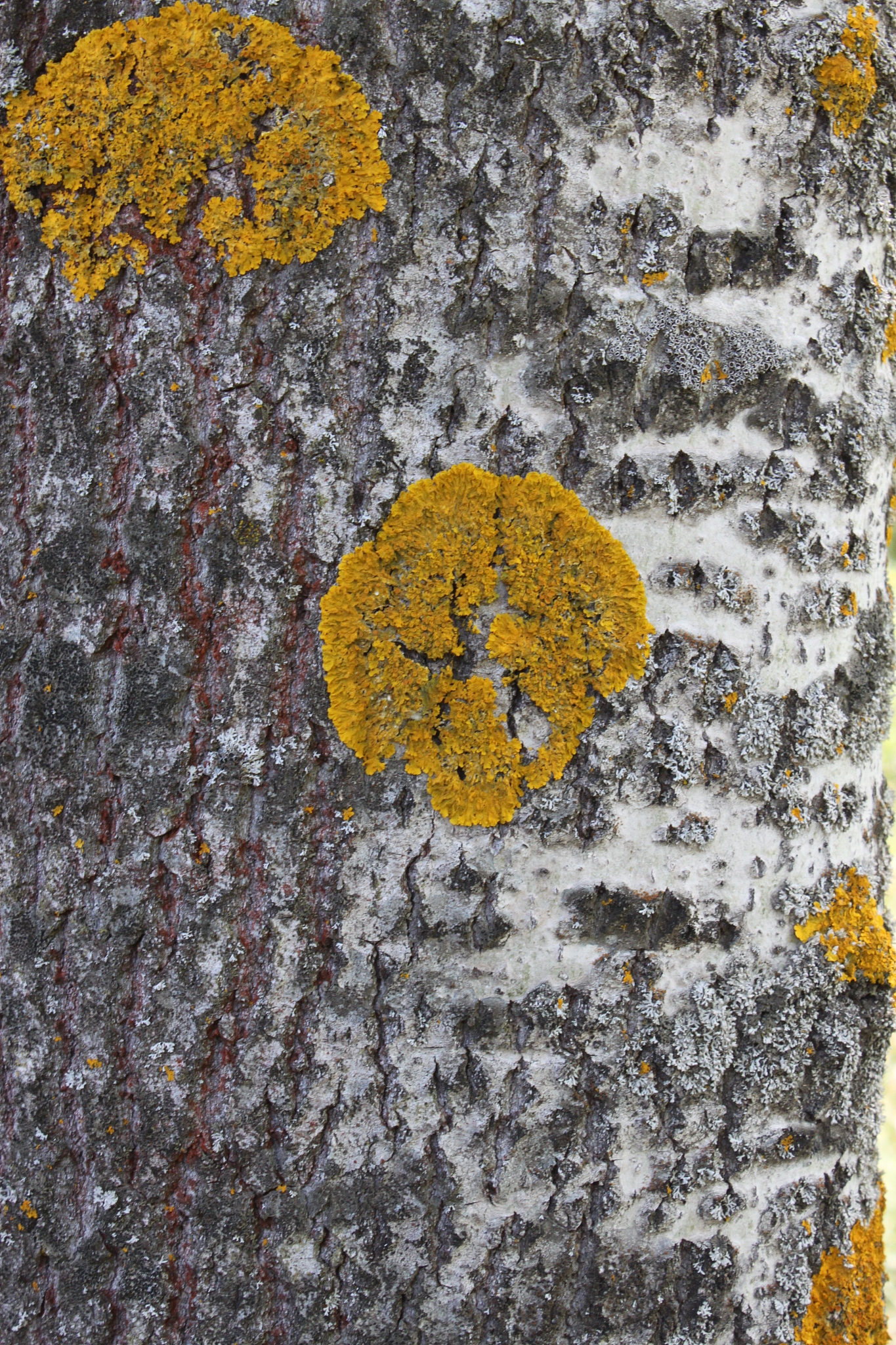 tree bark texture, wood pattern, cracked tree bar