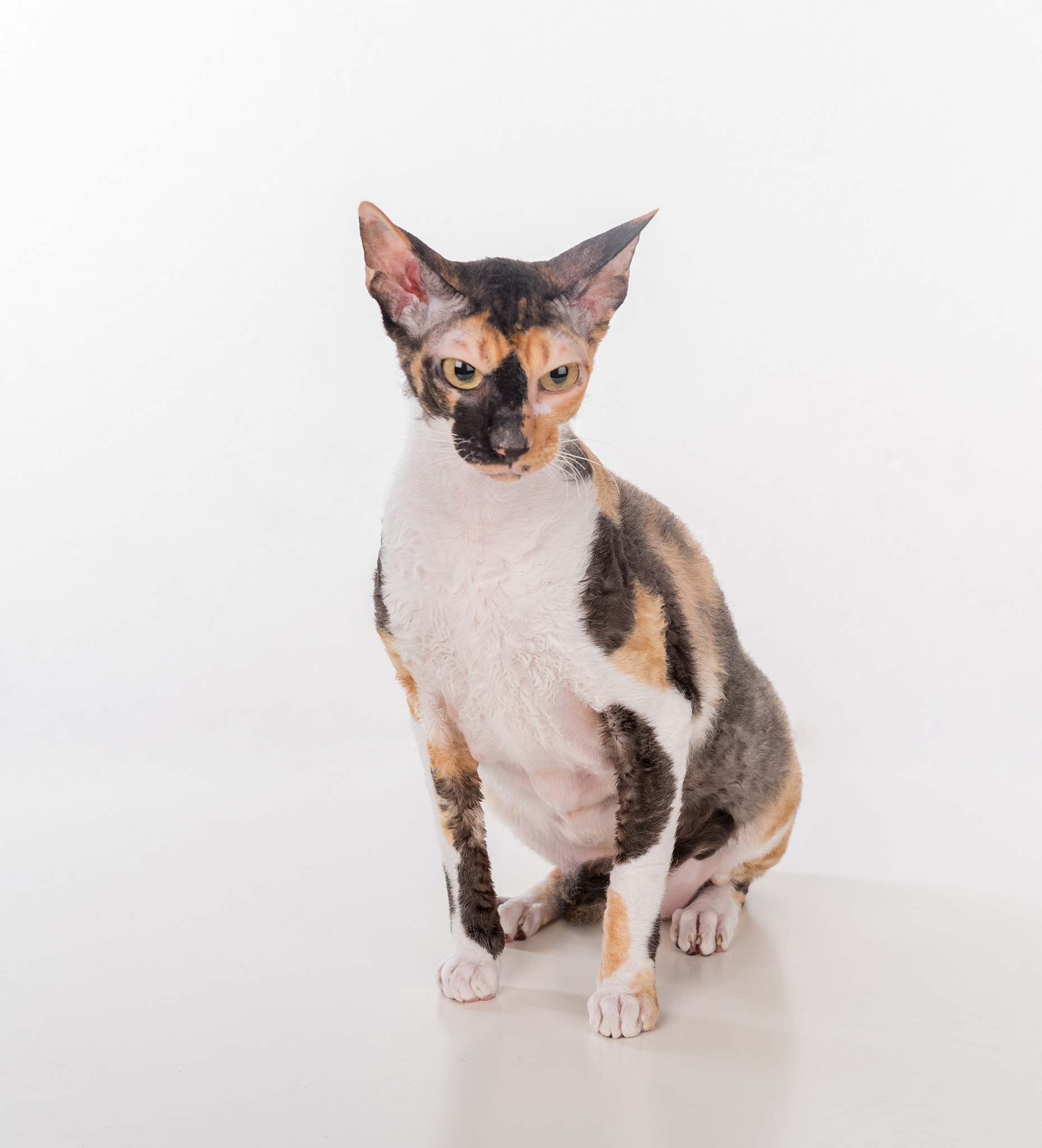 剧本杀：房间里的猫 - 揭秘真相，谁是凶手？