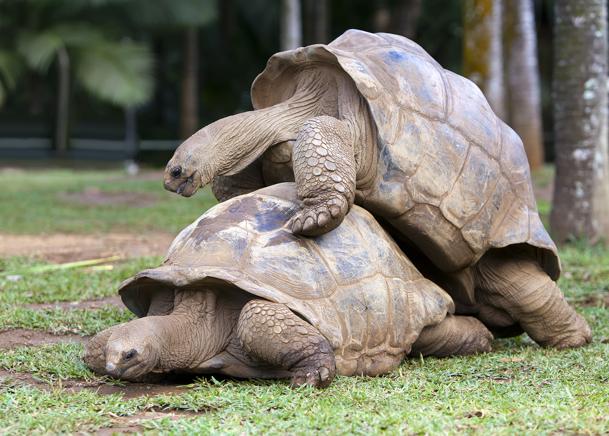 two big seychelles turtles sympathizing each other. mauritius