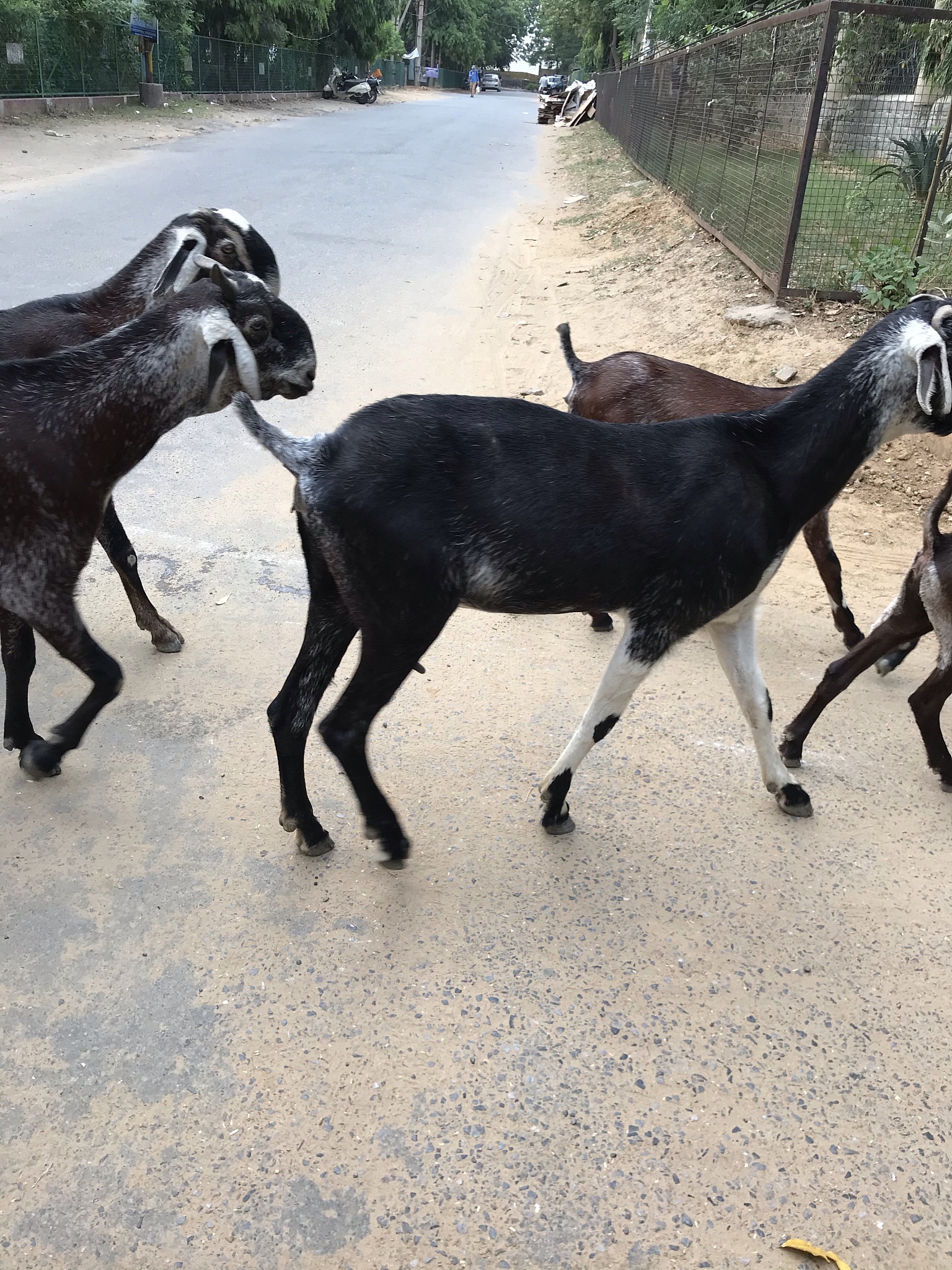 goats crossing the road in a row