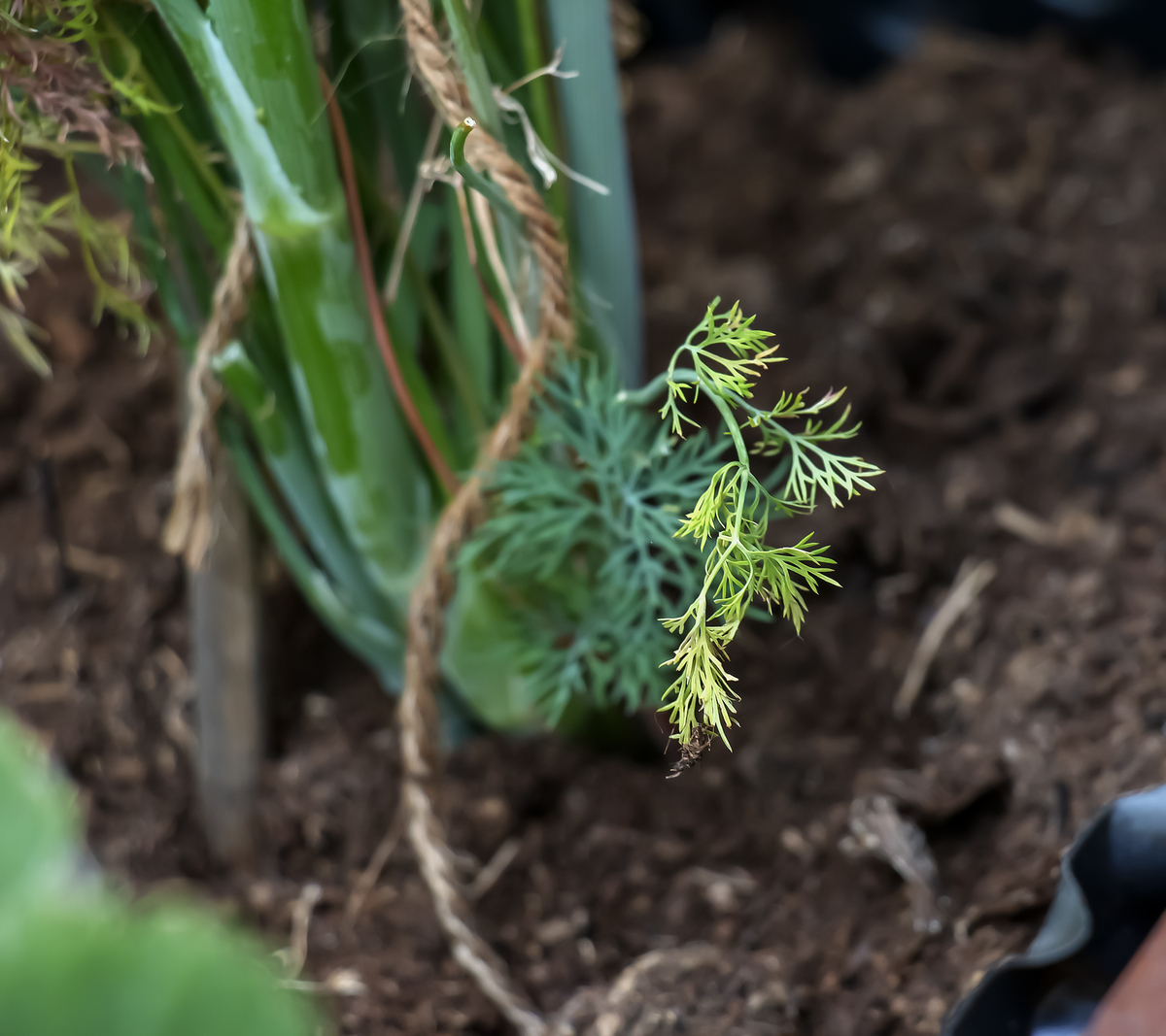 各种植物种子和种球 - 包括洋姜、兰花、蕨菜、藠头、水仙、荷花、贝母、荸荠、茨菇、葛根、土豆、苦姑娘、山海螺、唐菖蒲、百合、滴水观音、芋头、紫薯、红薯、藏红花、雪莲果、风信子、山药、魔芋、朱顶红、芦笋、韭菜