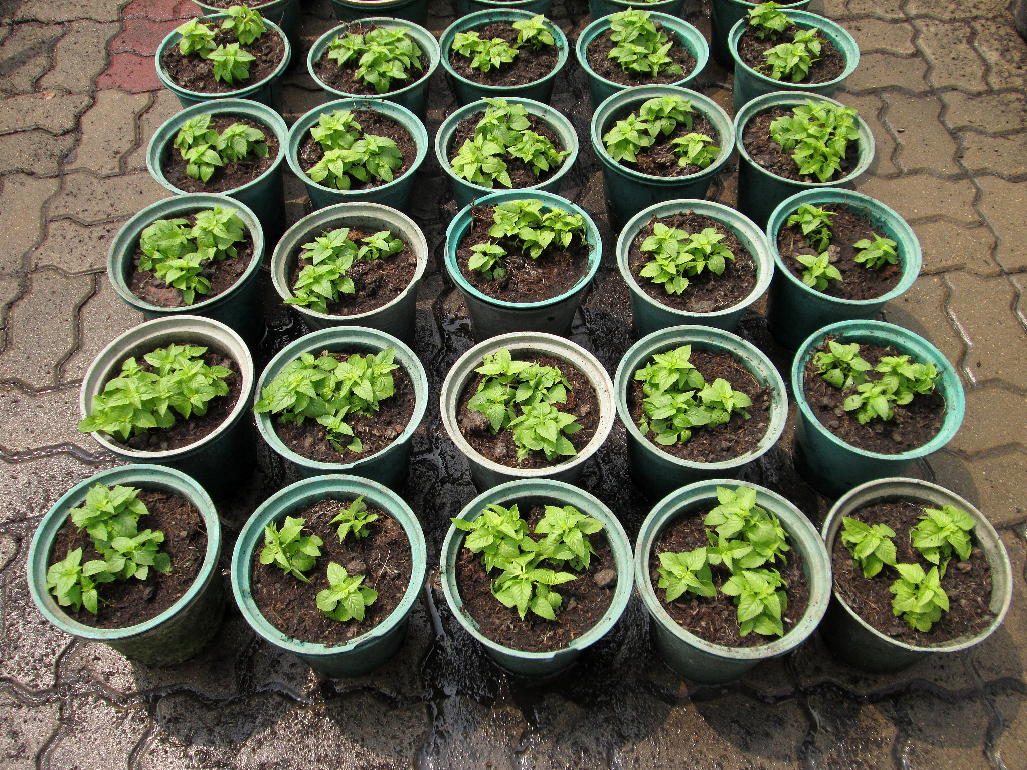 jardiniere plastic for tree planting in garden