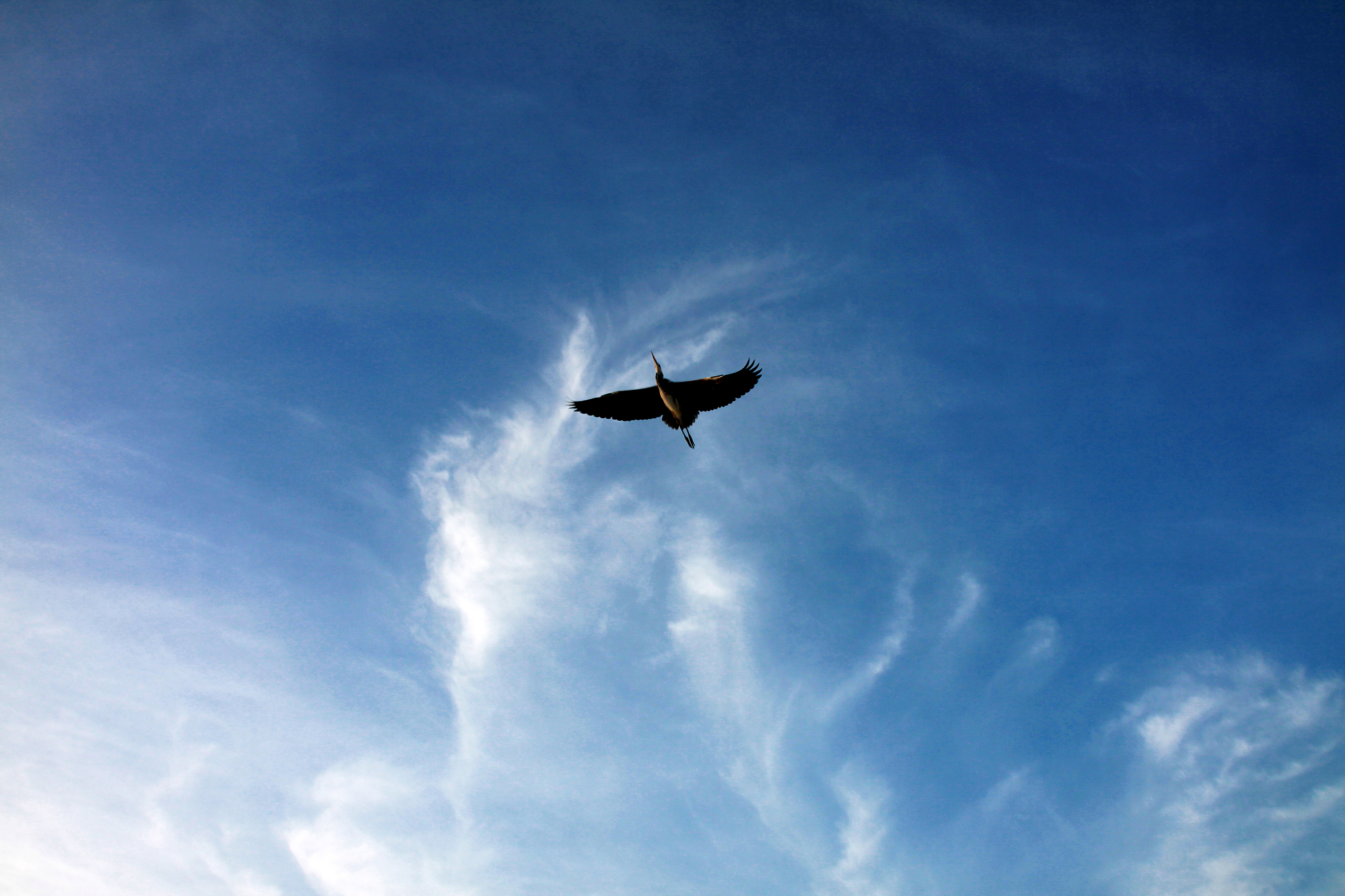 写一个一群鸟在天上飞向往自由的文案