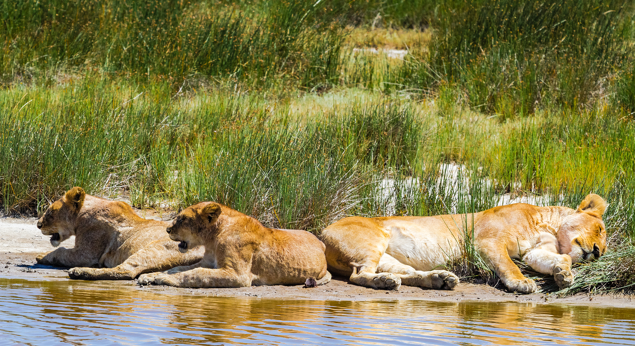 狮子会游泳吗？关于狮子游泳能力的真相
