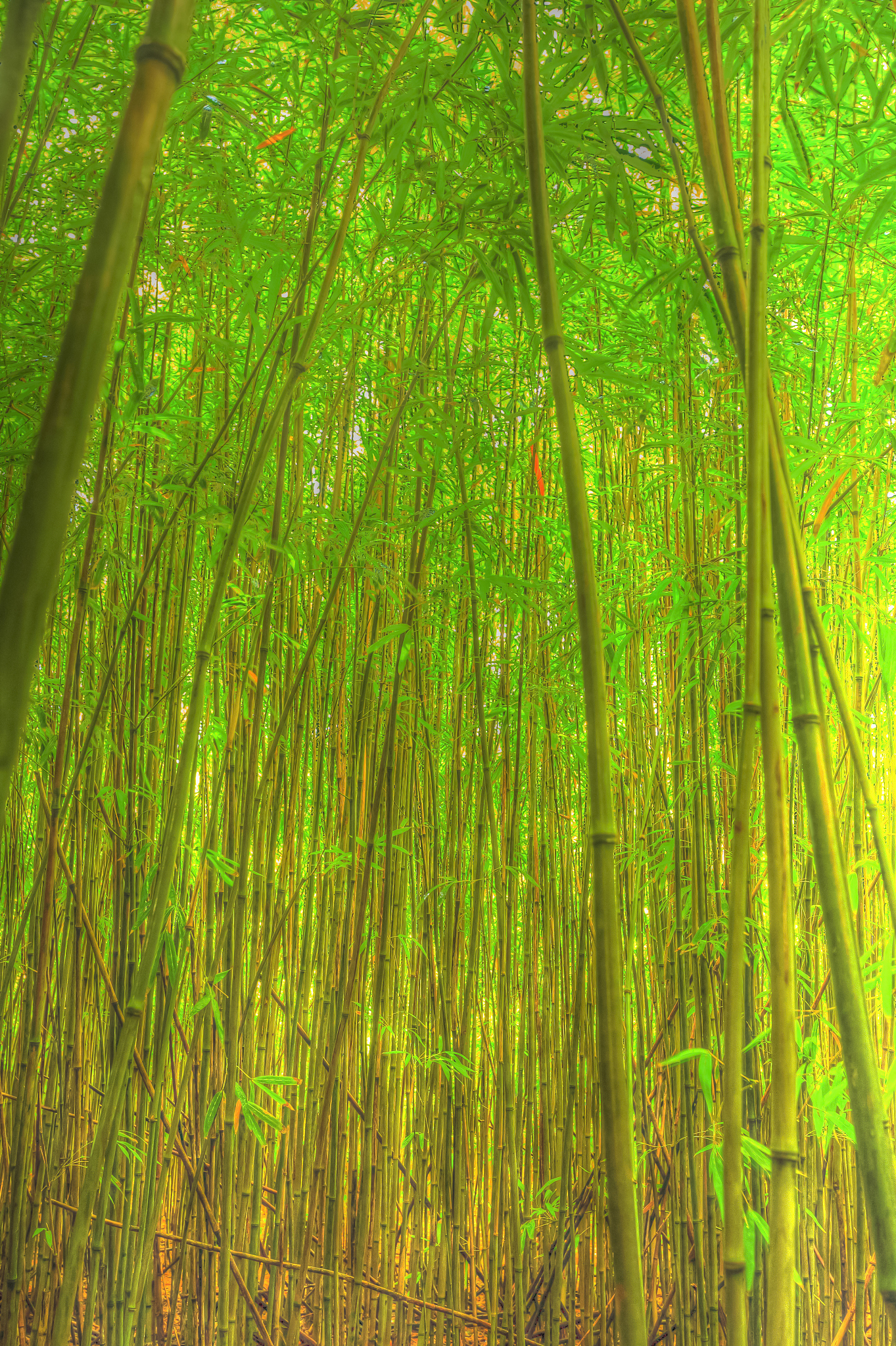bamboo forest