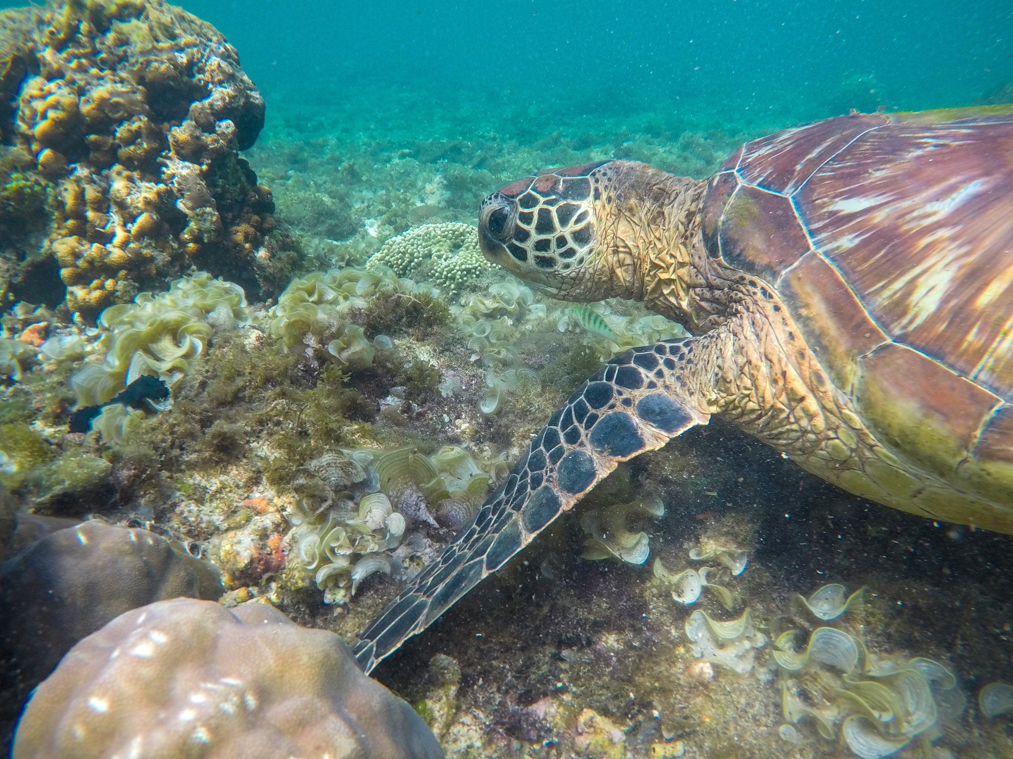 sea turtle in corals closeup. exotic marine turtle undersea phot