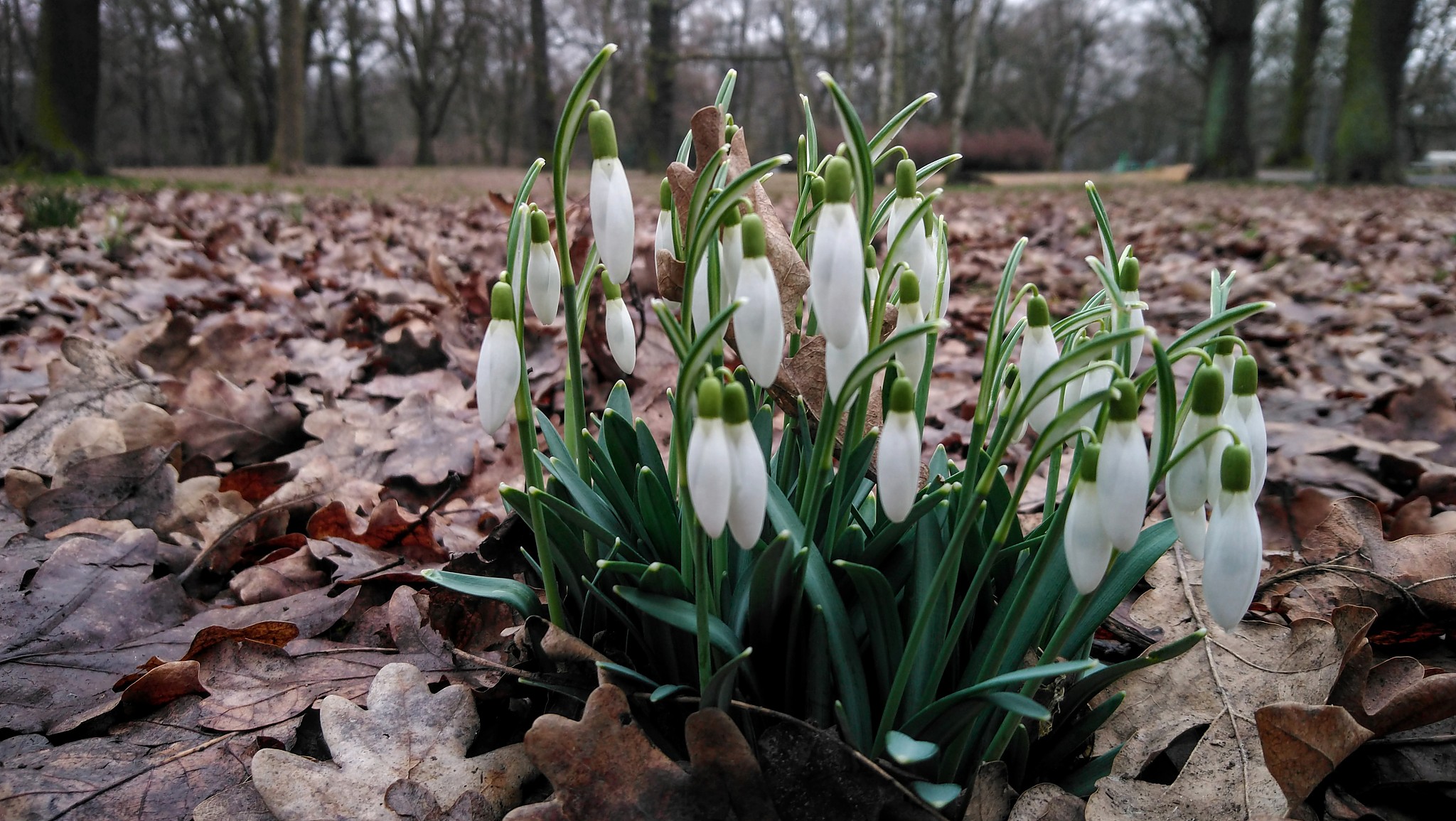 snowdrops in the forest, in the park. primrose in autumn leaves.