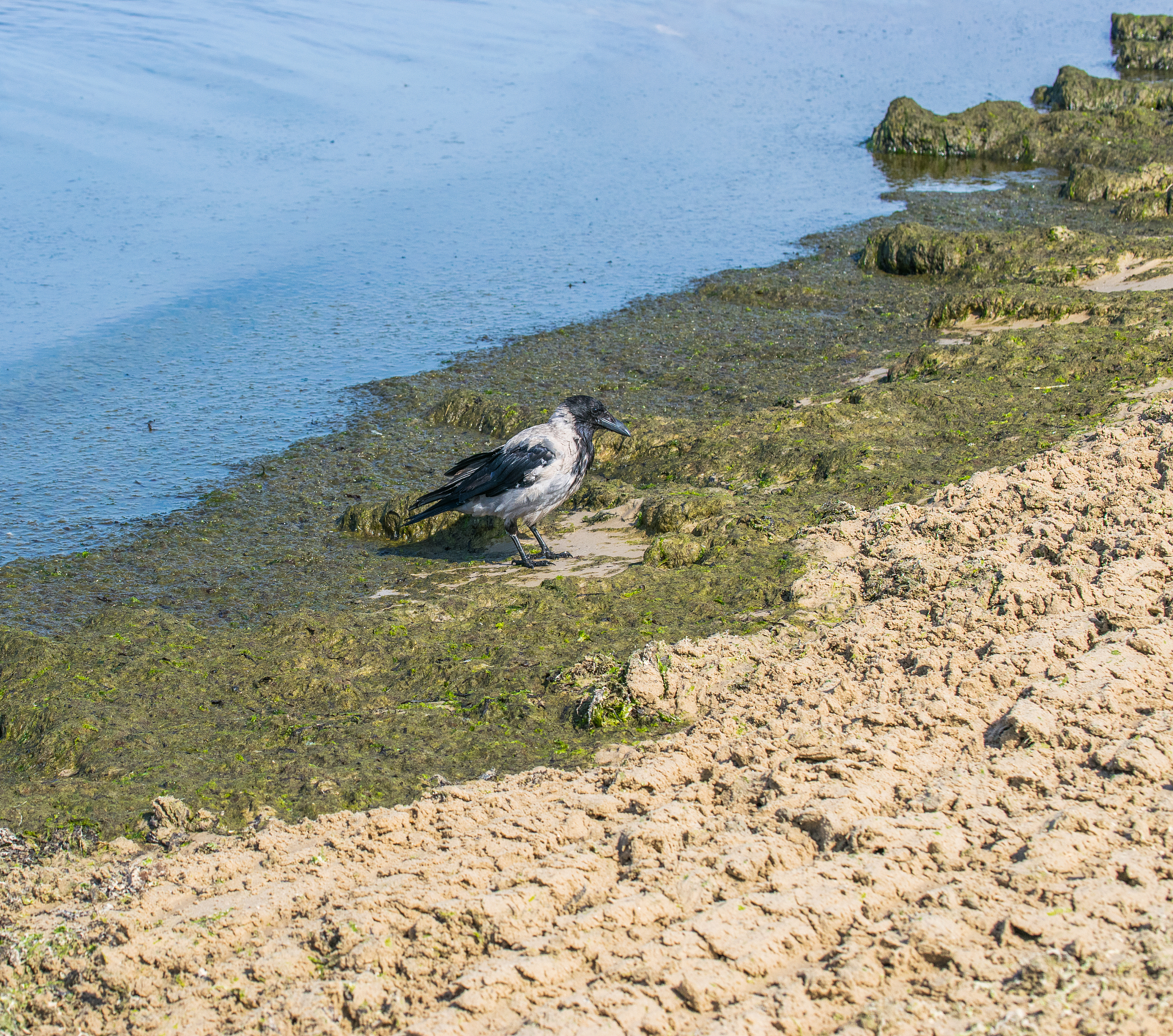 保护生物多样性：我们必须行动起来