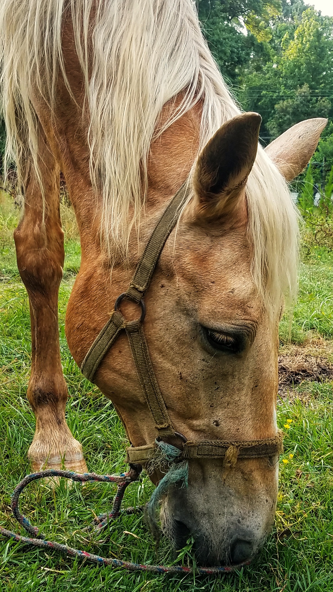 horse grazing on land