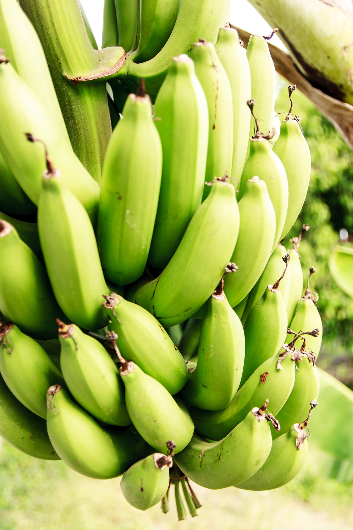 Partial Cargo Inspection Report for 900 Boxes of Bananas Due to Forced Ripening