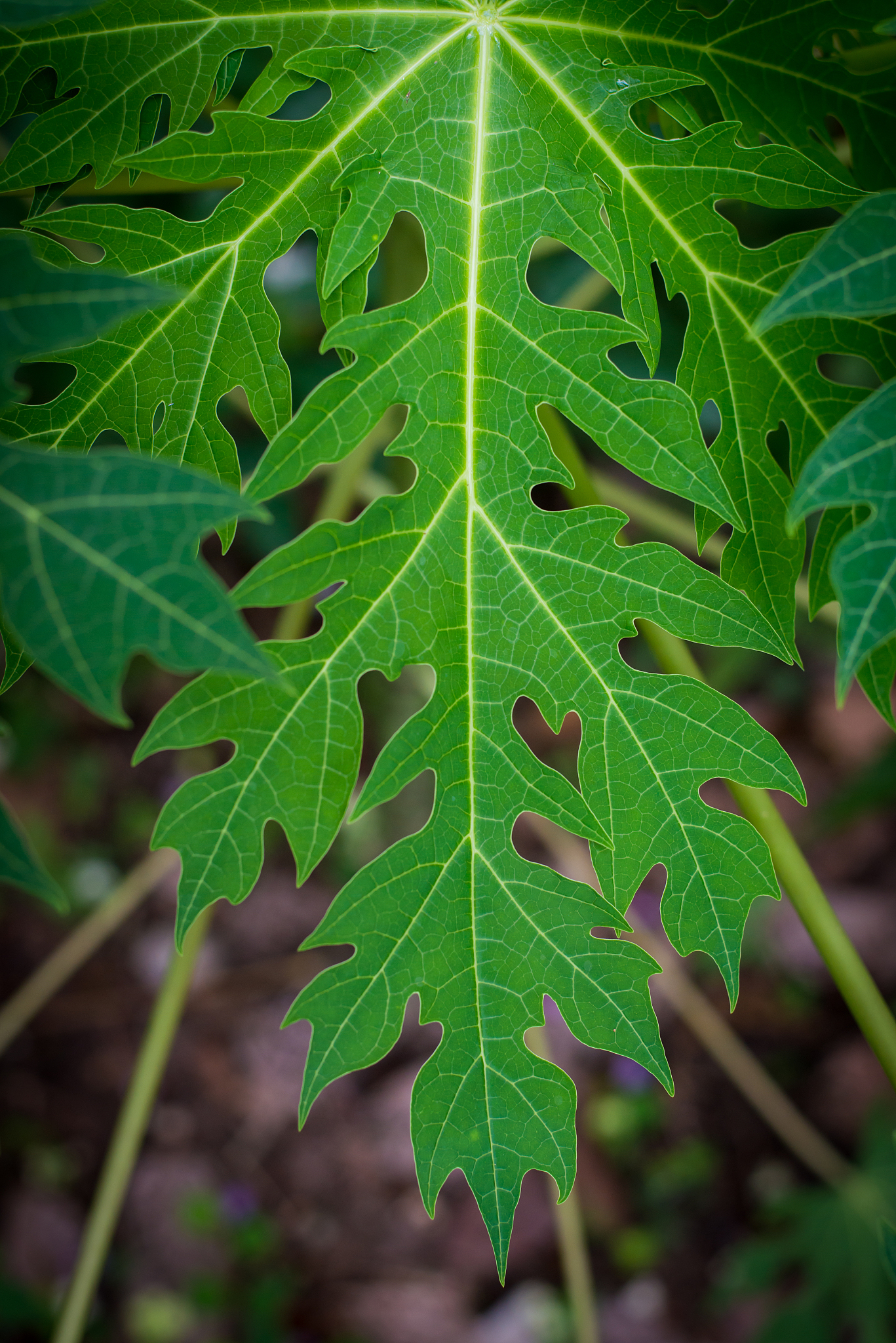 papaya leaves bright green background of nature.