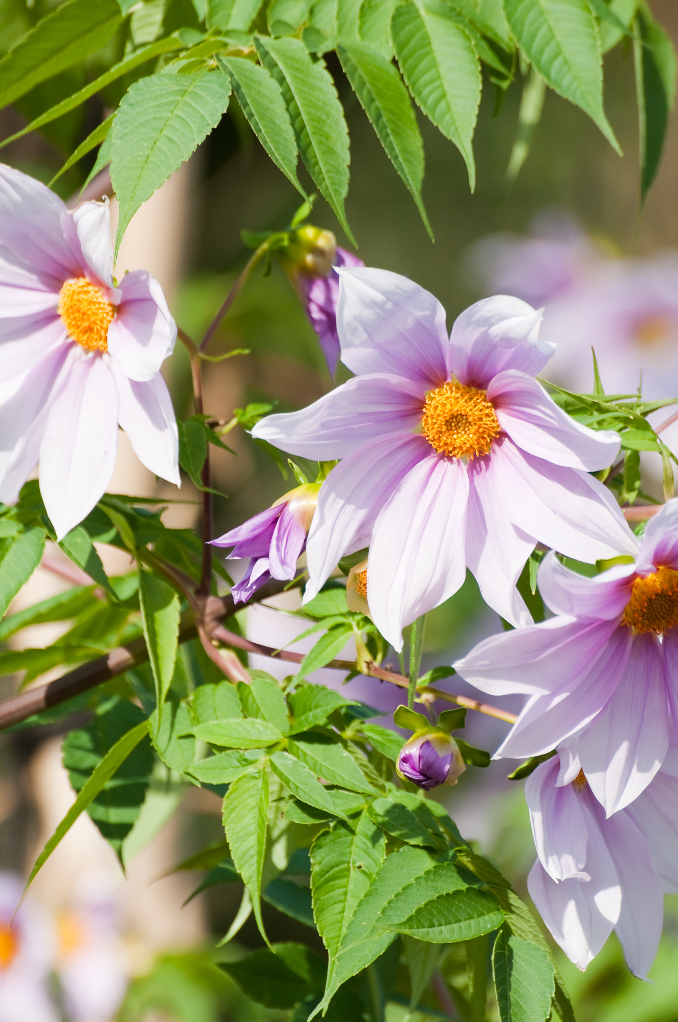 tree dahlias