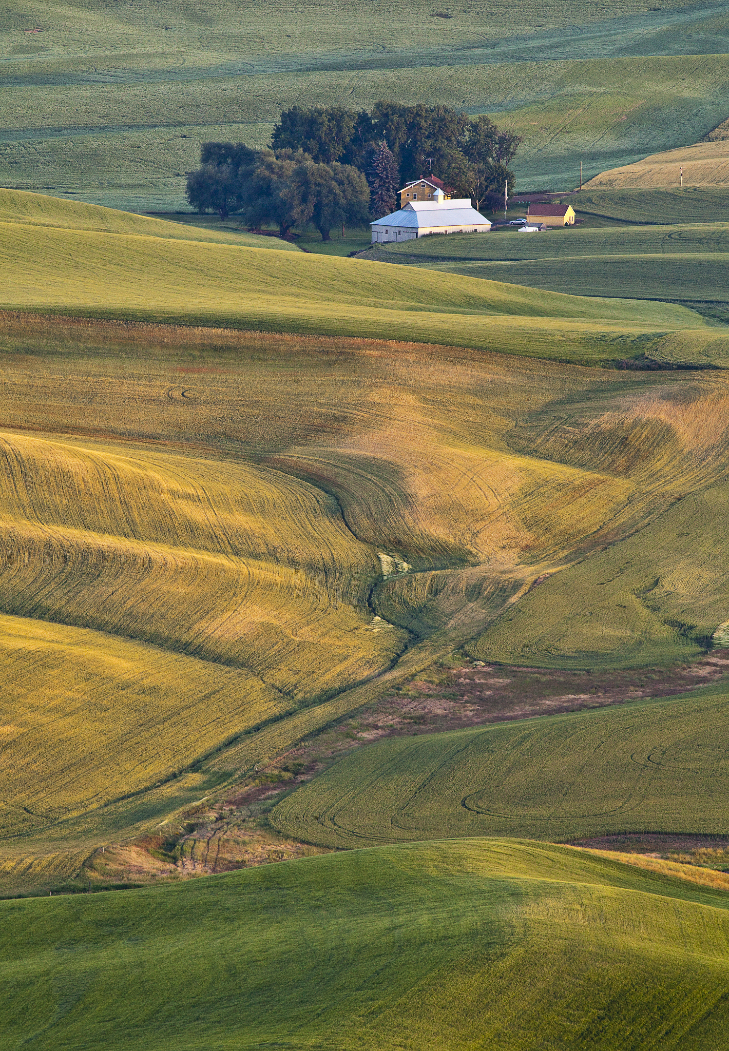 palouse region, view from steptoe butte, eastern washington