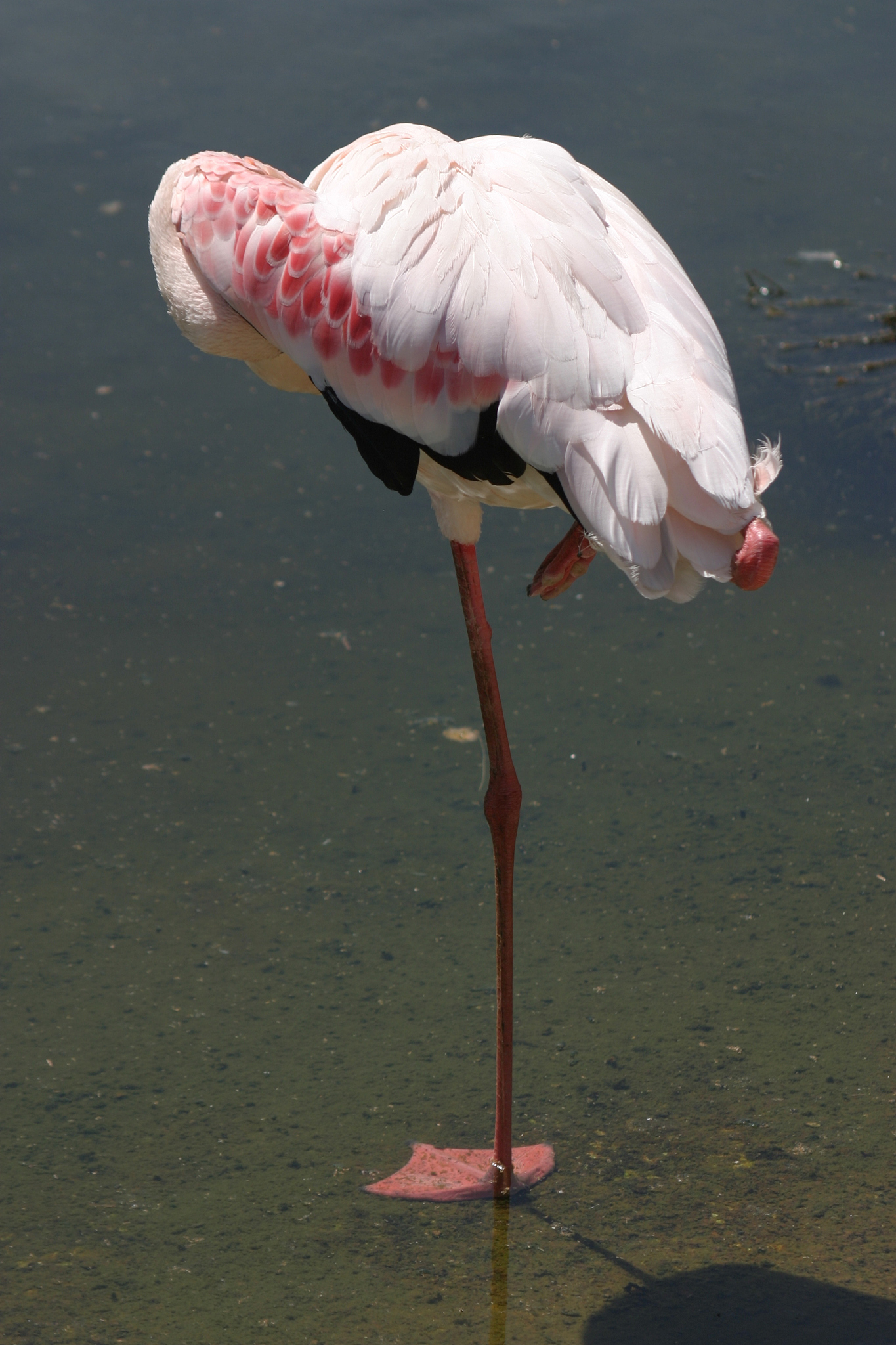 20个摄影技巧提升你的拍摄水平：从入门到进阶