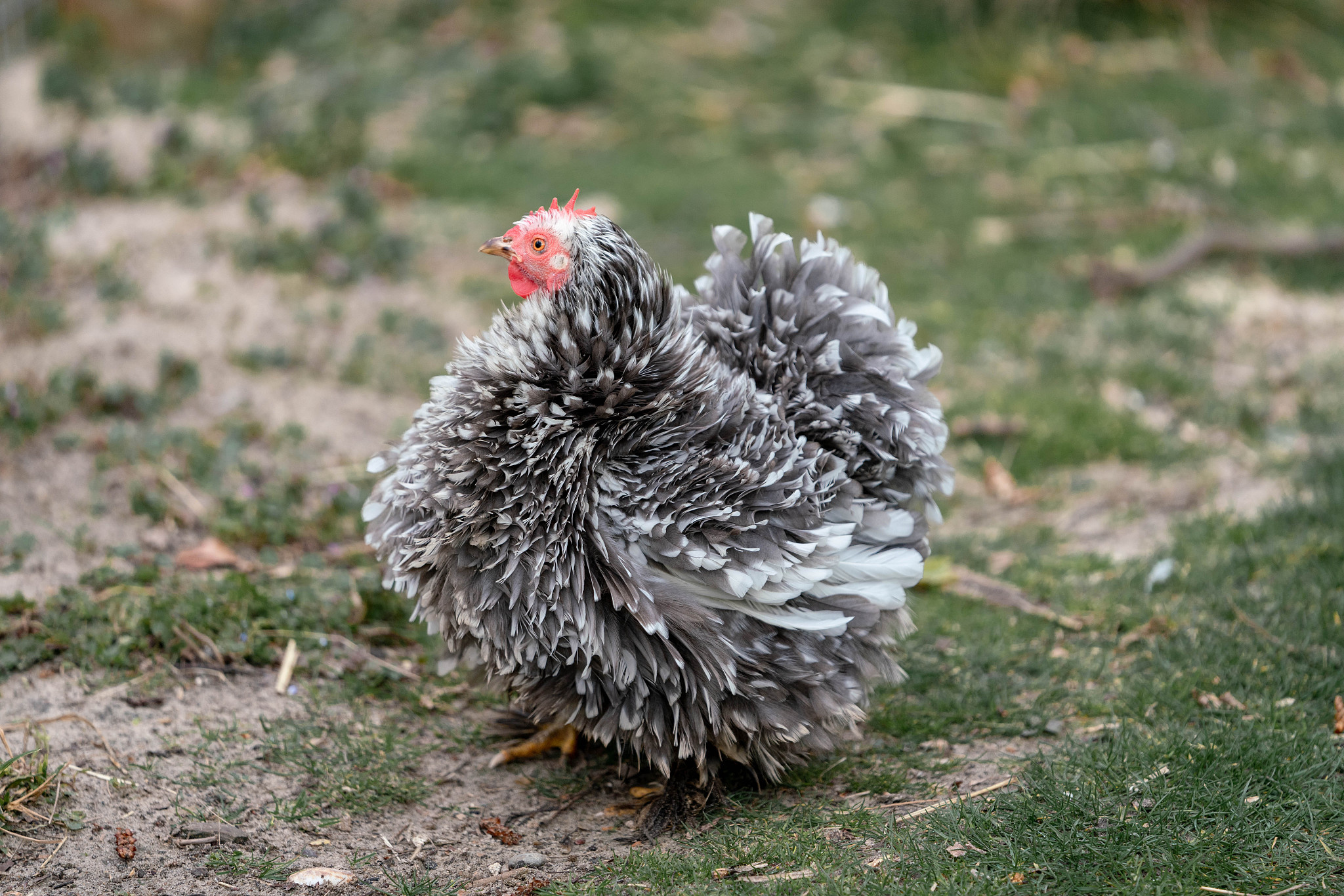 chicken