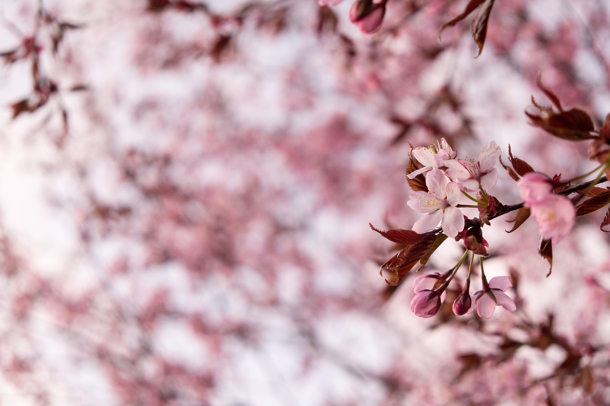 樱花诗句赏析：浪漫诗意，唯美意境
