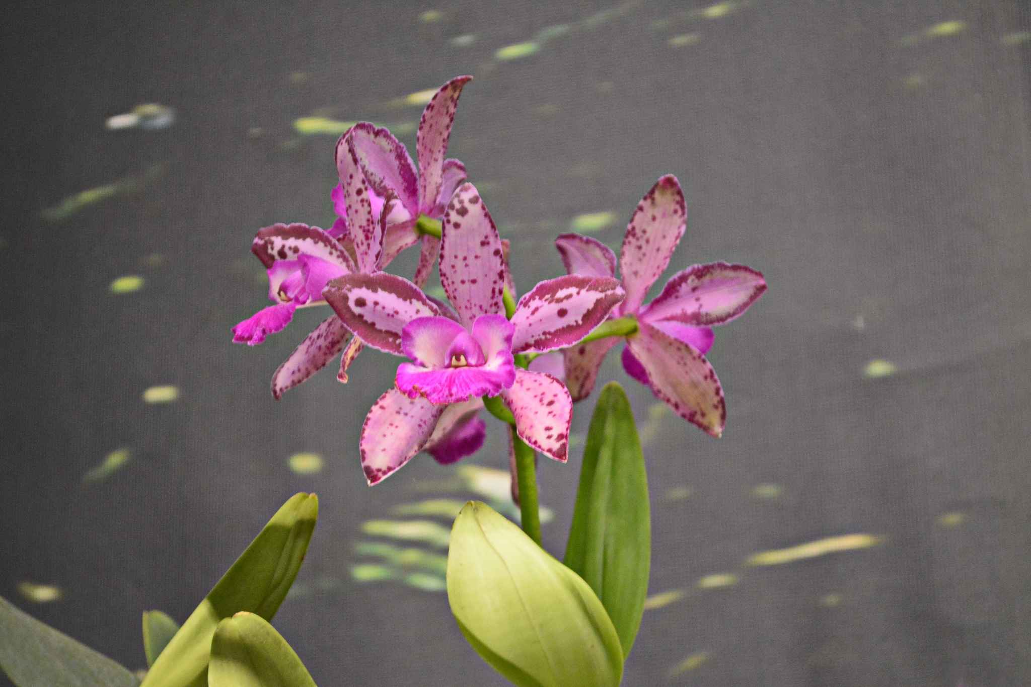 beautiful orchid