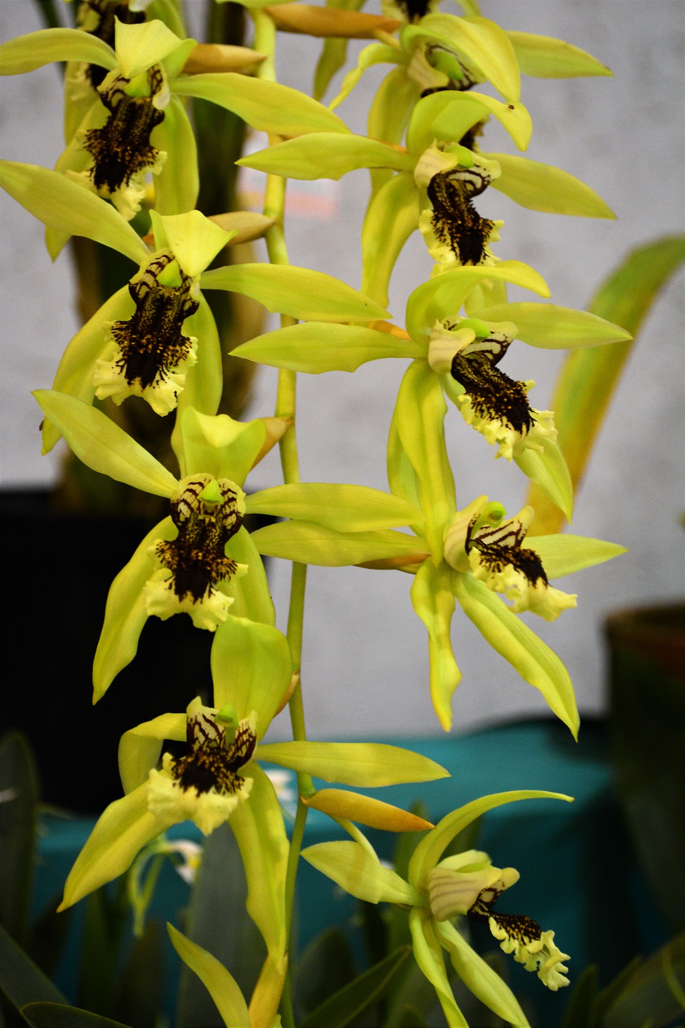 beautiful orchid