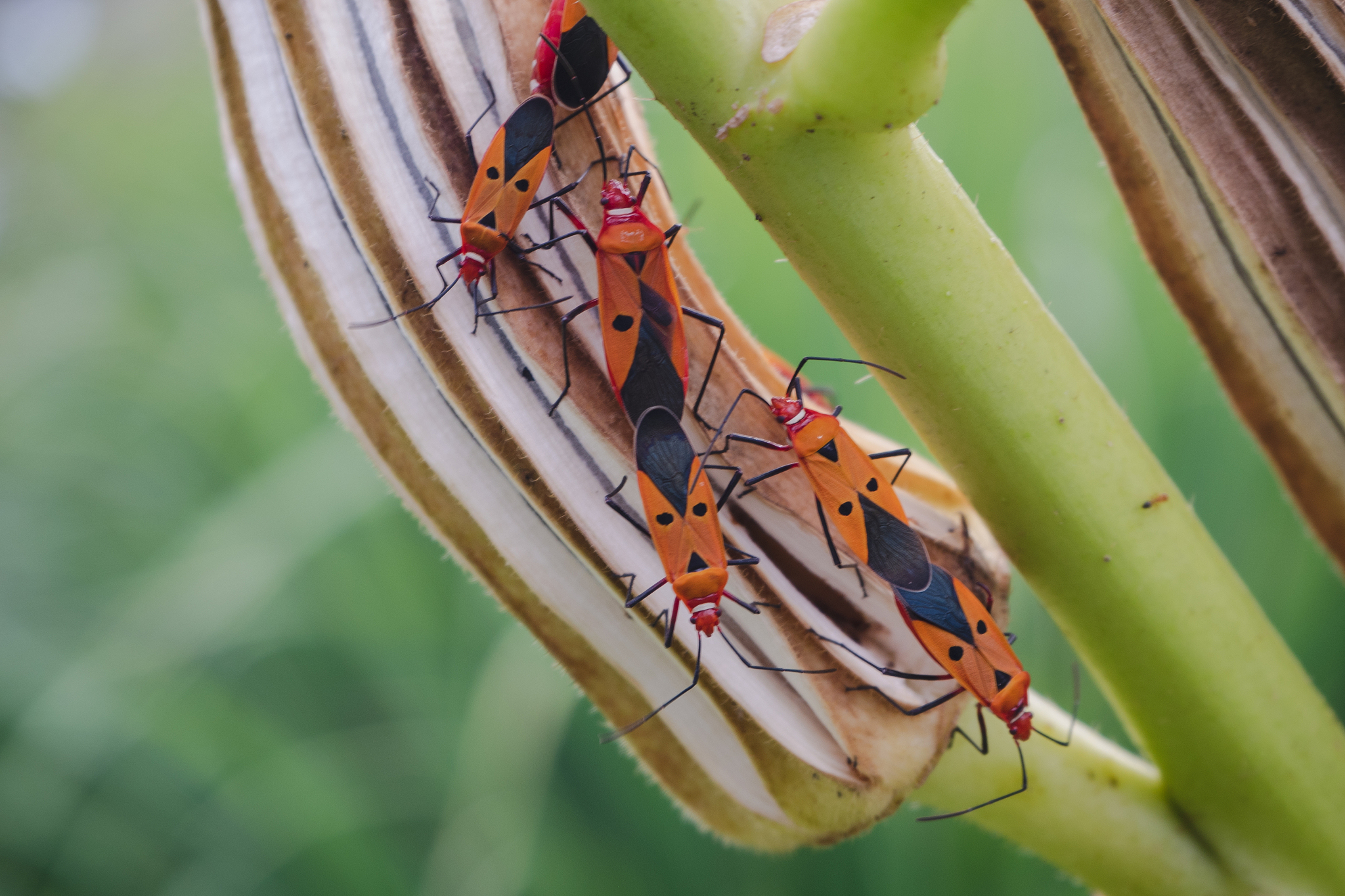 close-up of butterfly on leaves