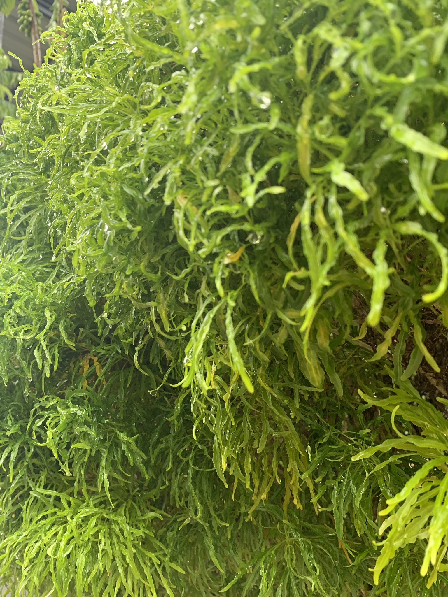 wet leaf