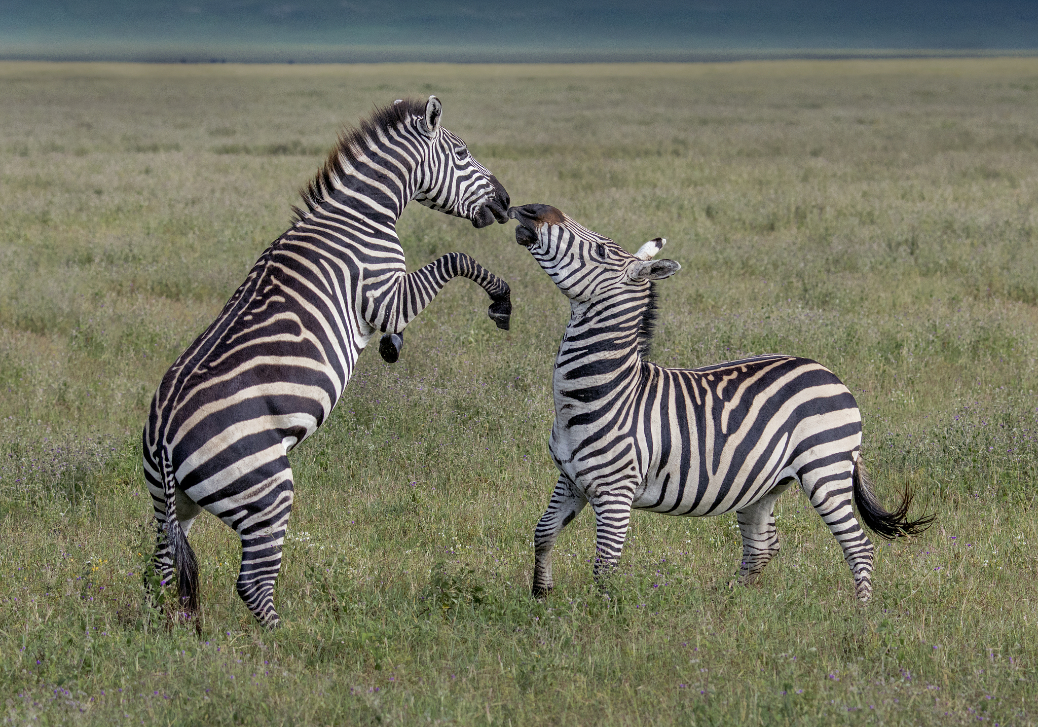 fighting zebras