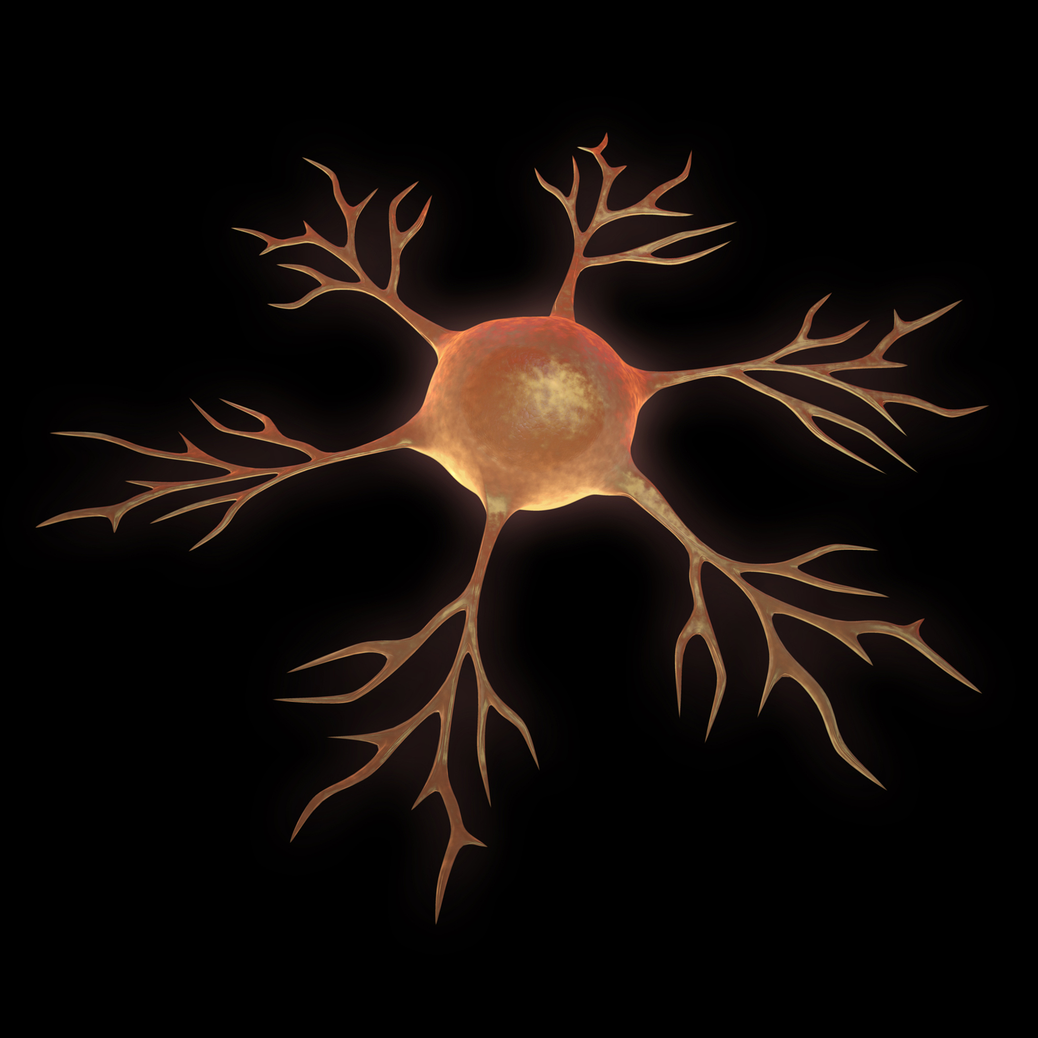 The Role of the Gut-Brain Axis, Immune Responses, and the Amygdala in Neuropathic Pain: Focus on Interleukin-17