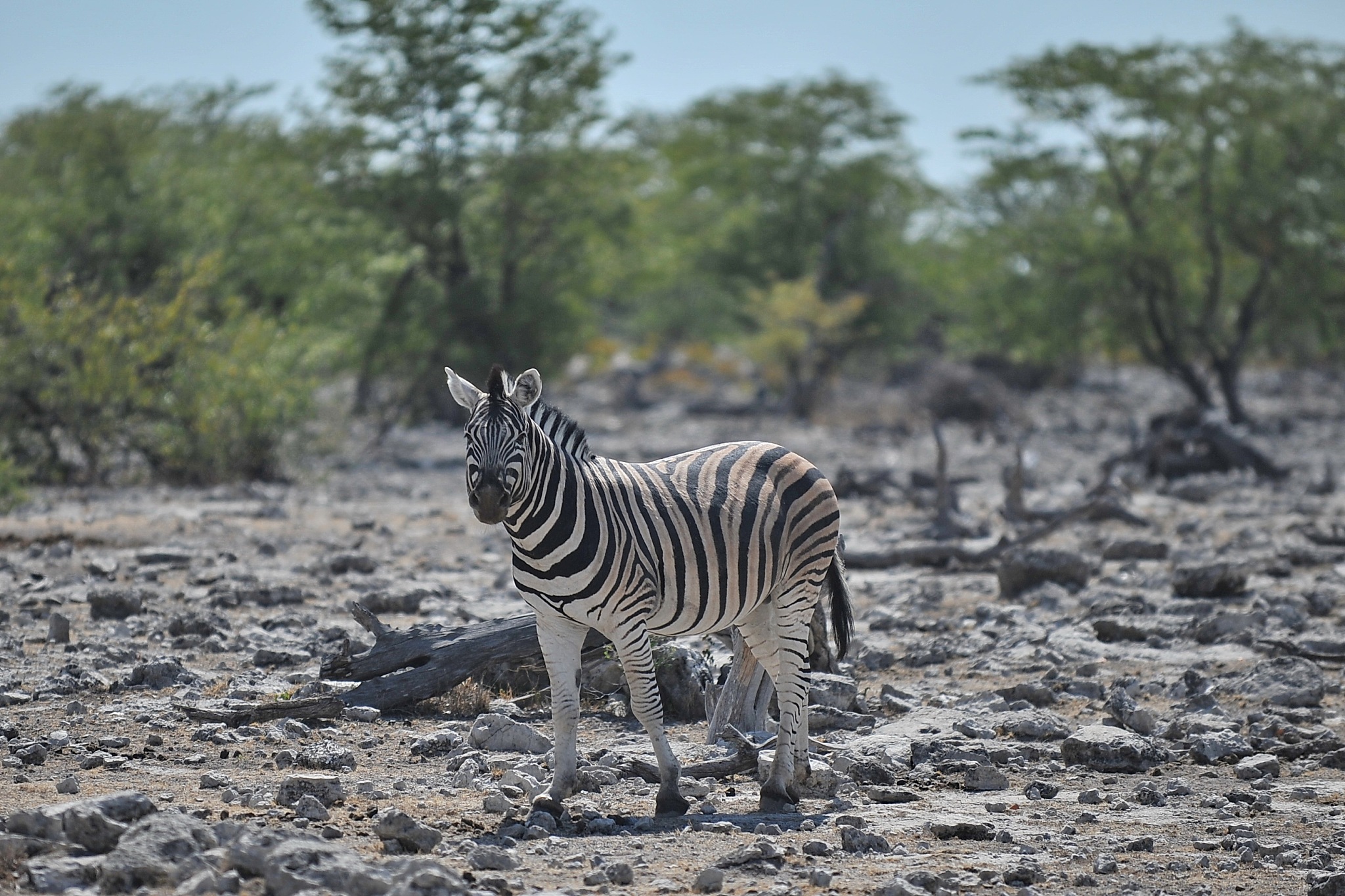 zebra wanders in the savannah in namibia.