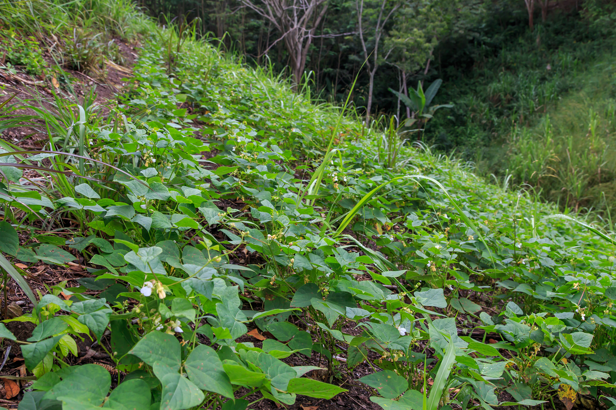 black bean field from plantation, nicaragua