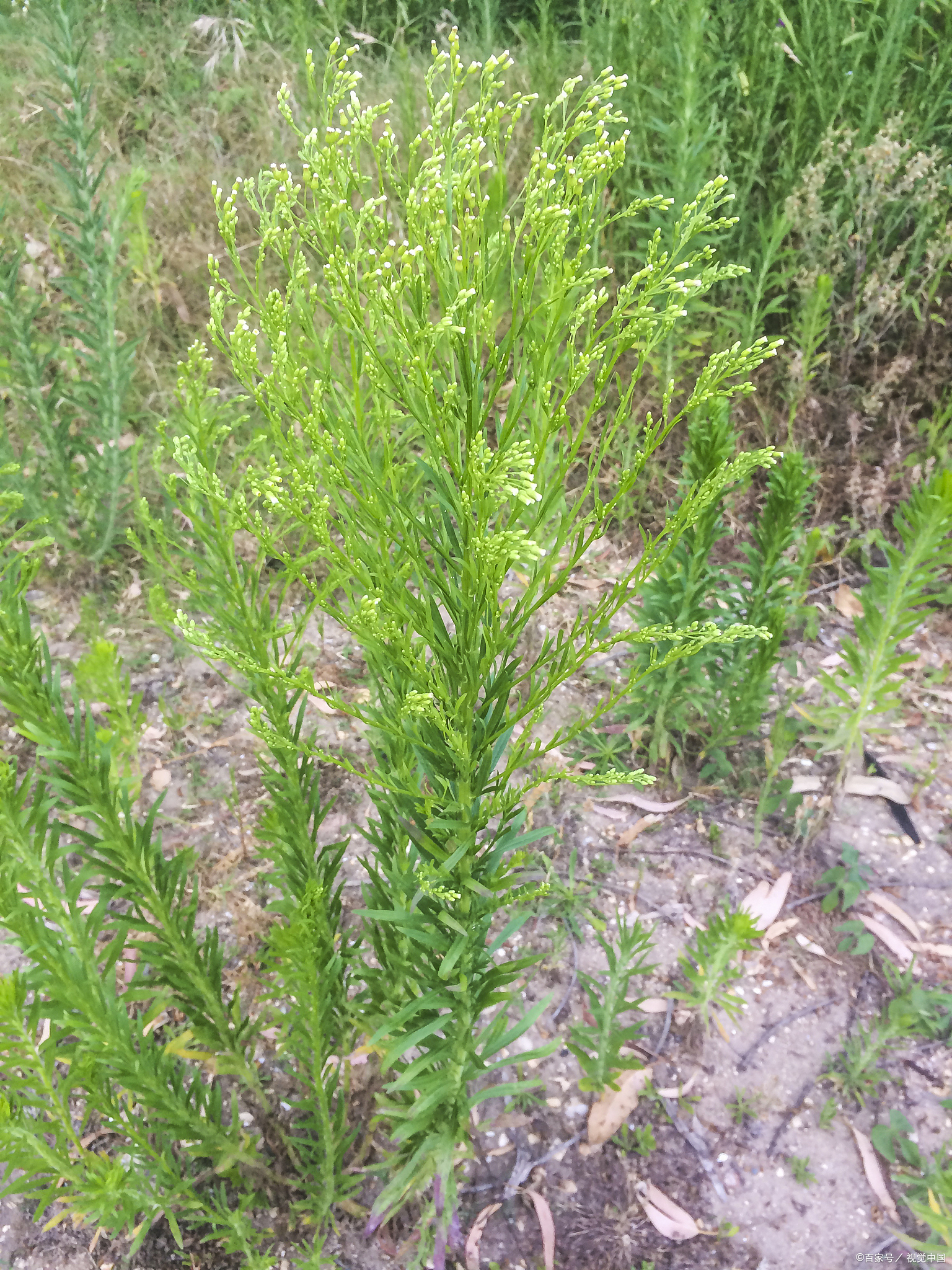飞蓬草的吃法大全？教你两种简单又美味的做法 
