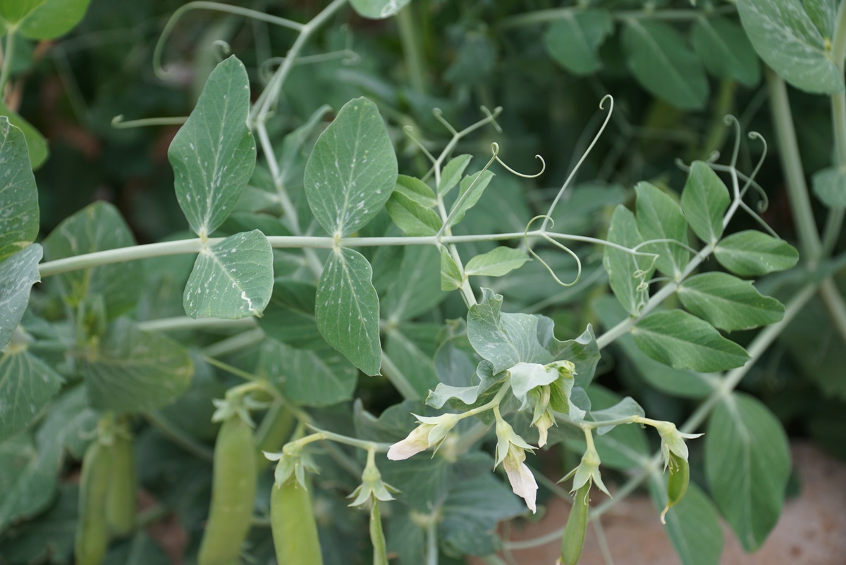 野生大豆的四大分类：窄叶、广叶、毛及红野生大豆